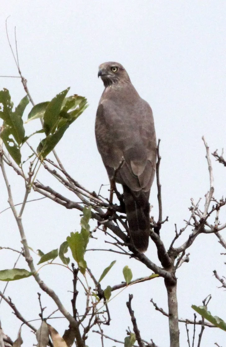 Melierax metabates - DARK CHANTING-GOSHAWK - MURCHISON FALLS NATIONAL PARK UGANDA (4).JPG