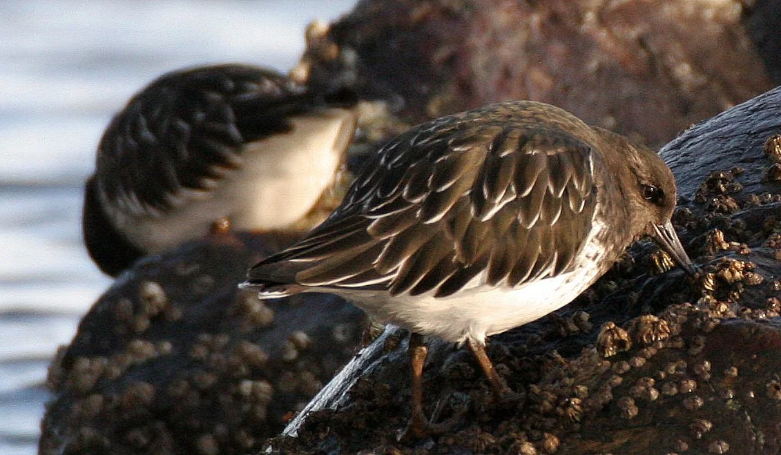 BIRD - TURNSTONE - BLACK TURNSTONE - PA HARBOR (32).jpg
