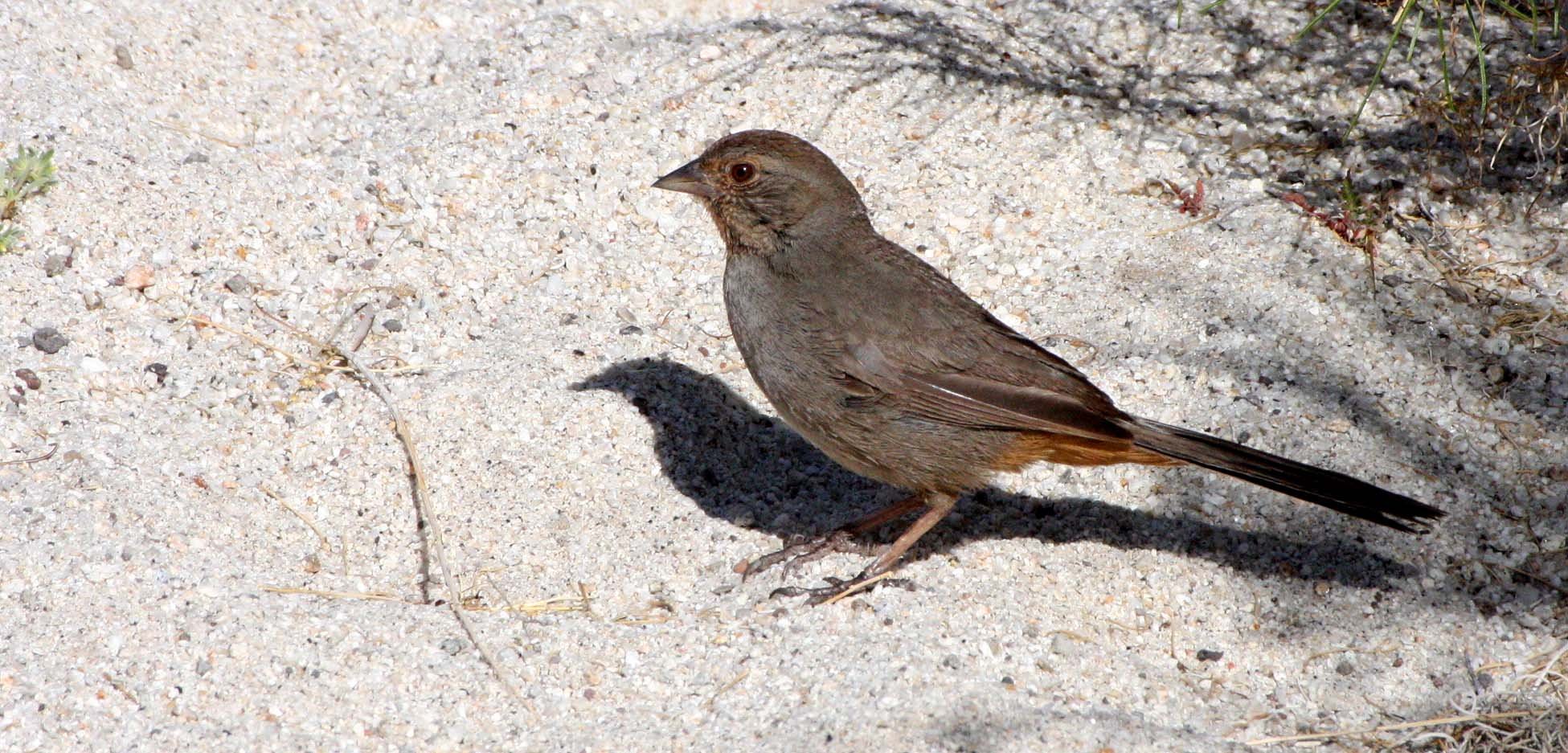 California Towhee (Pipilo crissalis) Catavina Desert Baja Mexico (2).JPG
