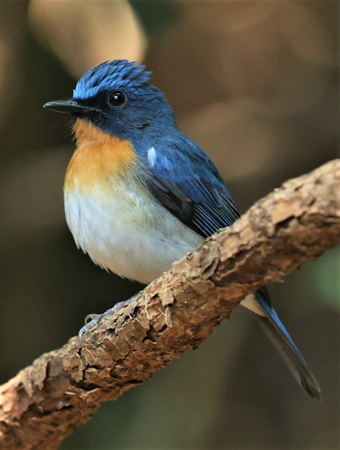 FLYCATCHER - INDOCHINESE BLUE-FLYCATCHER - Cyornis sumatrensis - PETCHABURI PROVINCE - NUY HIDE NEAR KAENG KRACHAN JAN 2022 (44).jpg