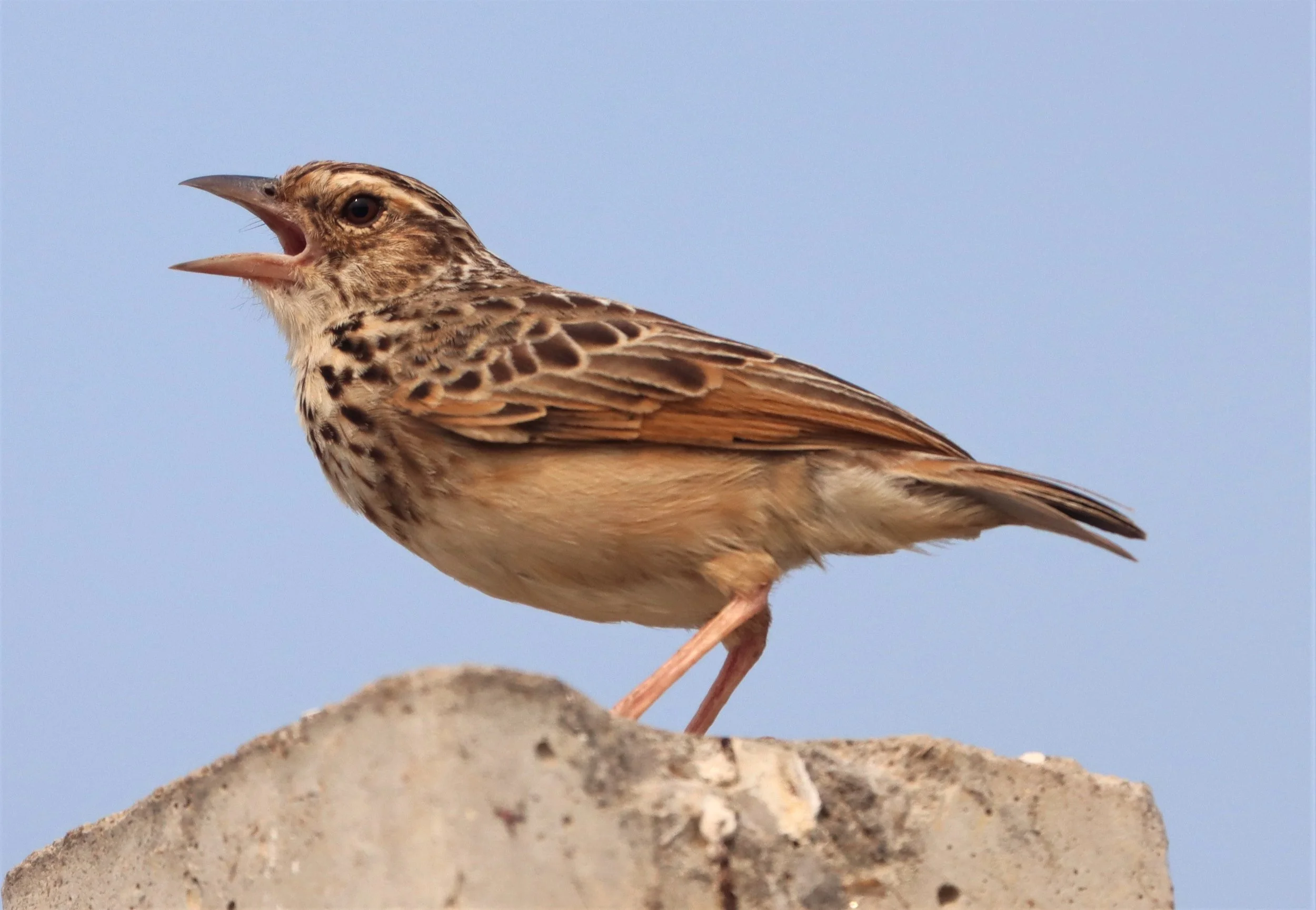 Indochinese Bushlark (Mirafra erythrocephala) Bang Khaem Wetlands Nakhon Pathom (6).jpg