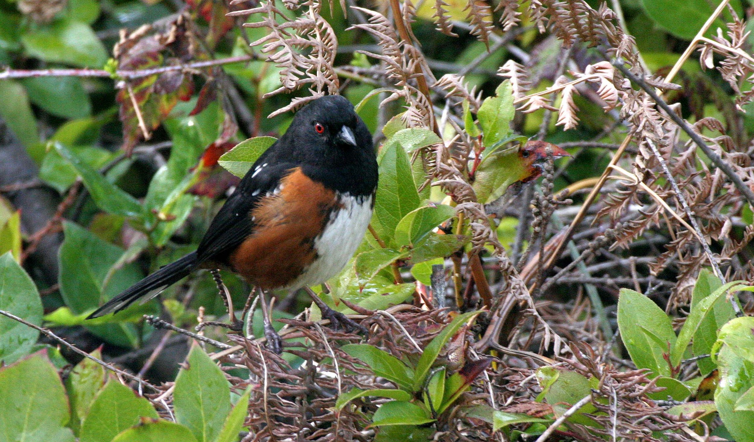 Spotted Towhee (Pipilo maculatus) Port Angeles Washington (5).jpg