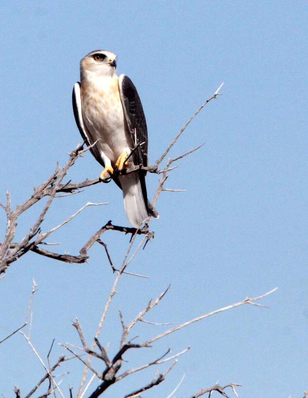 Elanus caeruleus caeruleus - BLACK-SHOULDERED KITE - ETOSHA NATIONAL PARK NAMIBIA (9).JPG