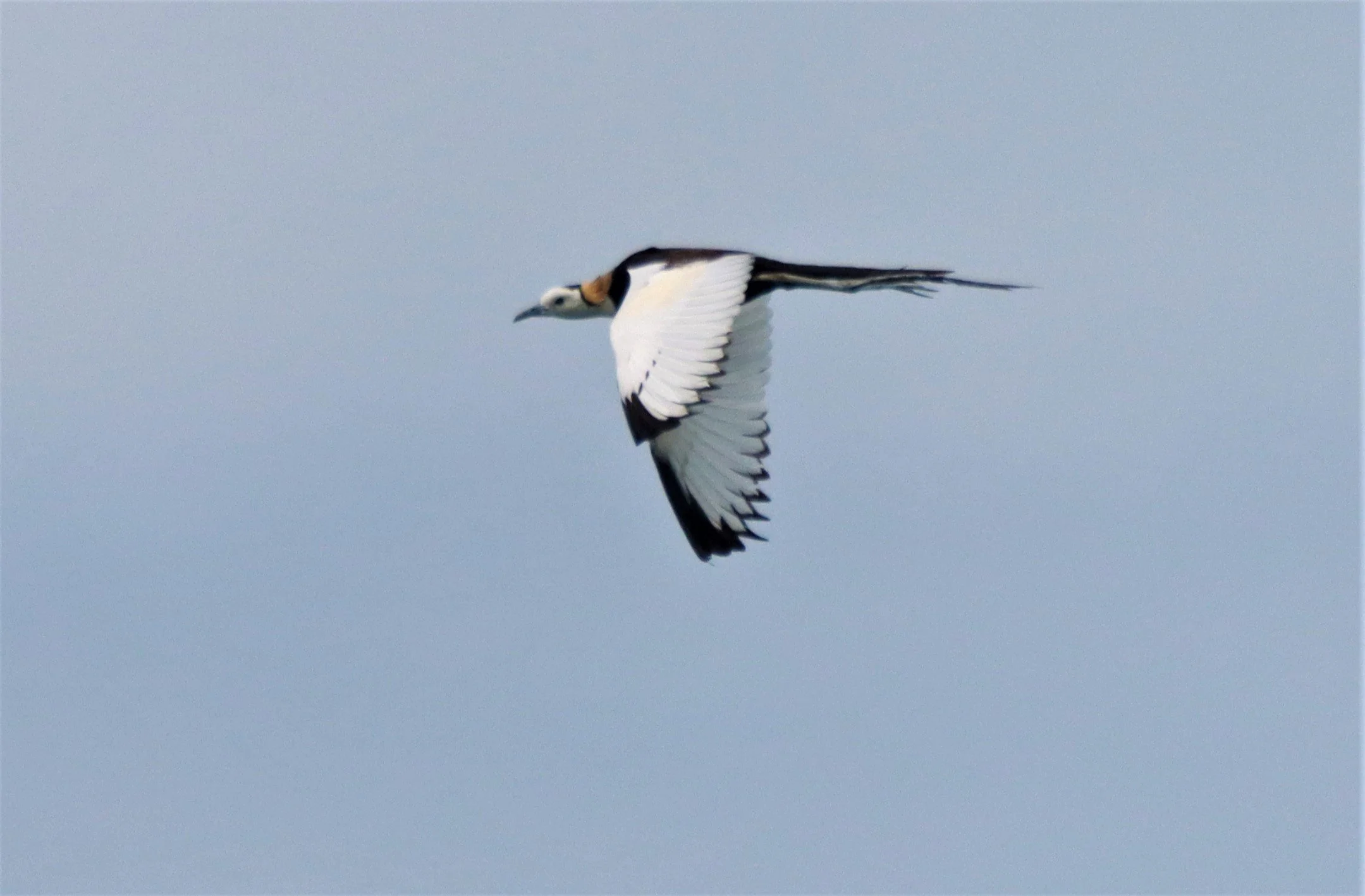 JACANA - PHEASANT-TAILED JACANA - Hydrophasianus chirurgus - BUENG BORAPHET NAKHON SAWAN AUGUST 2021 (41).jpg