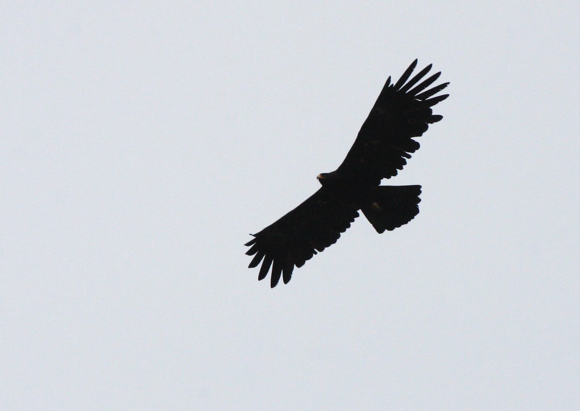 Ictinaetus malaiensis - BLACK EAGLE - KAENG KRACHAN THAILAND (37).JPG