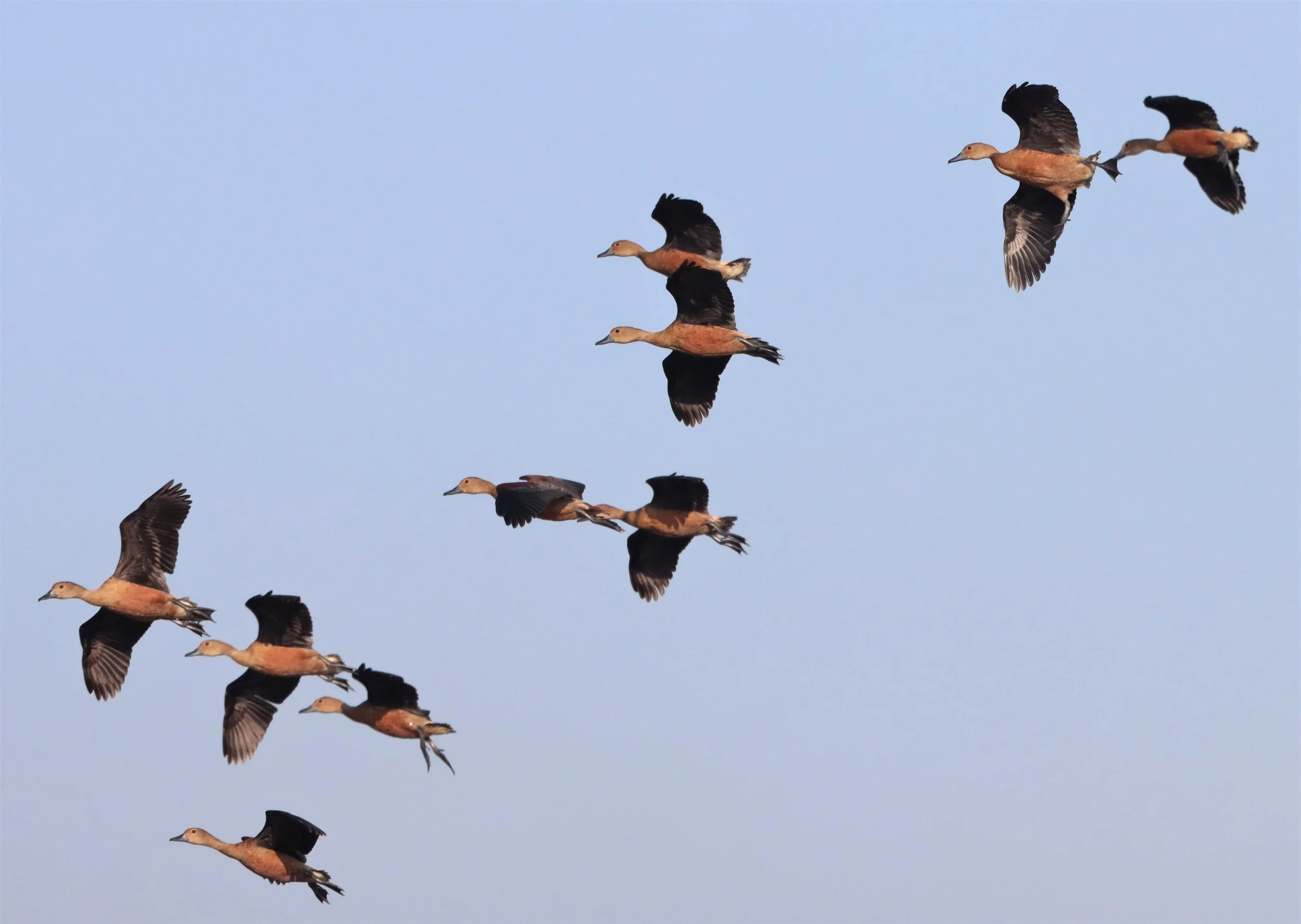 DUCK - LESSER WHISTLING DUCK  - Dendrocygna javanica - BUENG BORAPHET THAILAND ( (14).JPG