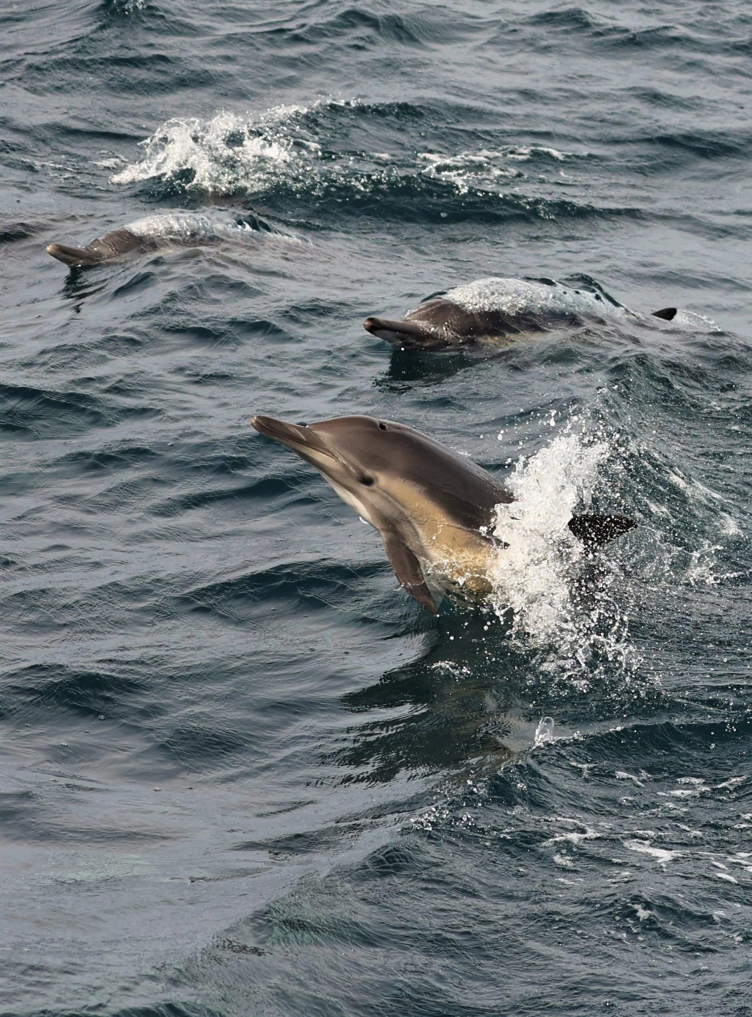 Delphinus capensis - LONG-BEAKED COMMON DOLPHIN - SANTA CRUZ ISLAND CHANNEL ISLANDS NATIONAL PARK 2022 (97).jpg