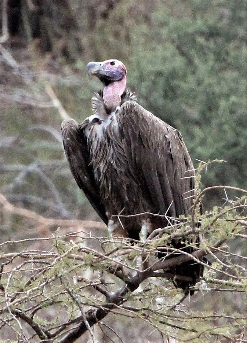 Torgos tracheliotos - LAPPET-FACED (NUBIAN) VULTURE - ETOSHA NATIONAL PARK NAMIBIA aa1.jpg