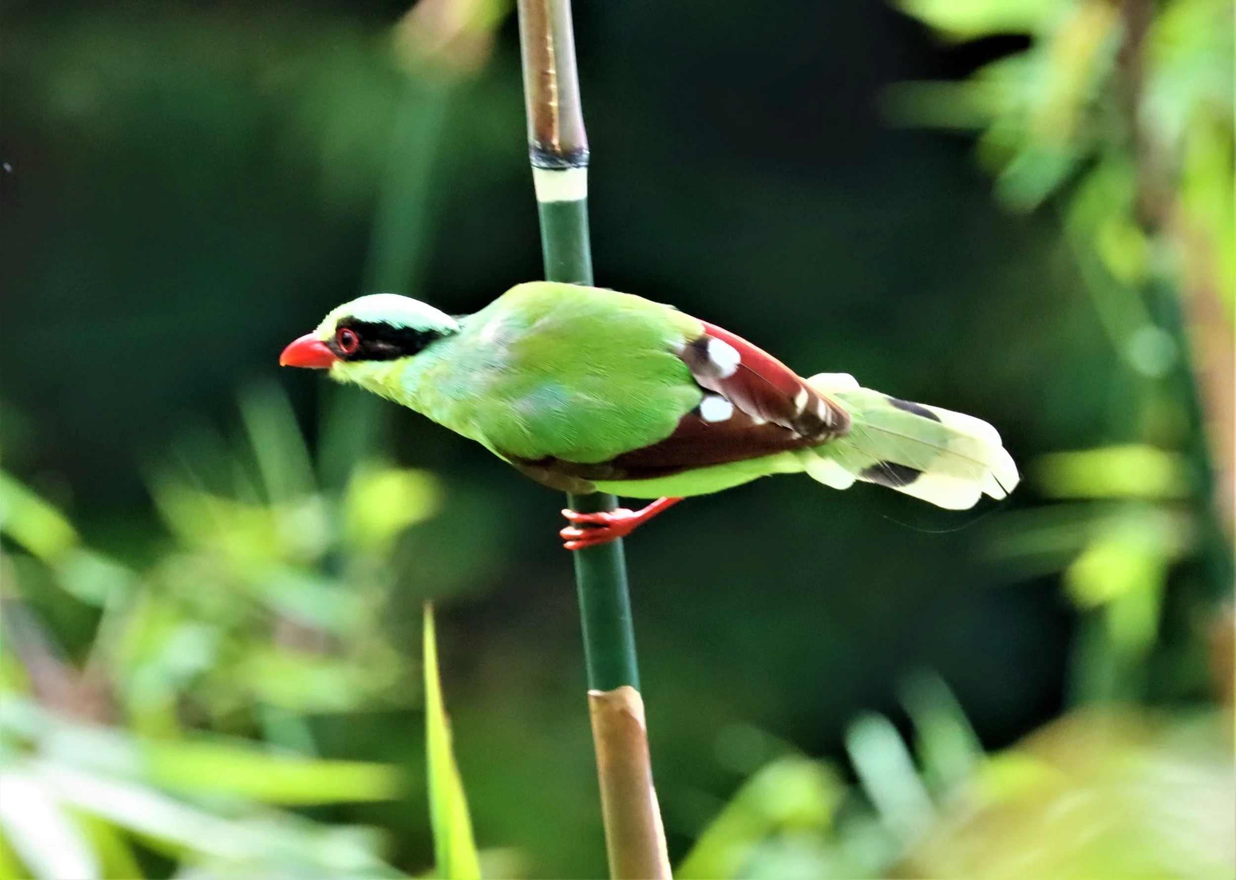 MAGPIE - COMMON GREEN MAGPIE - Cissa chinensis - KHAO YAI NP SEP 18 2021 GIFT'S IMAGES (24).jpg