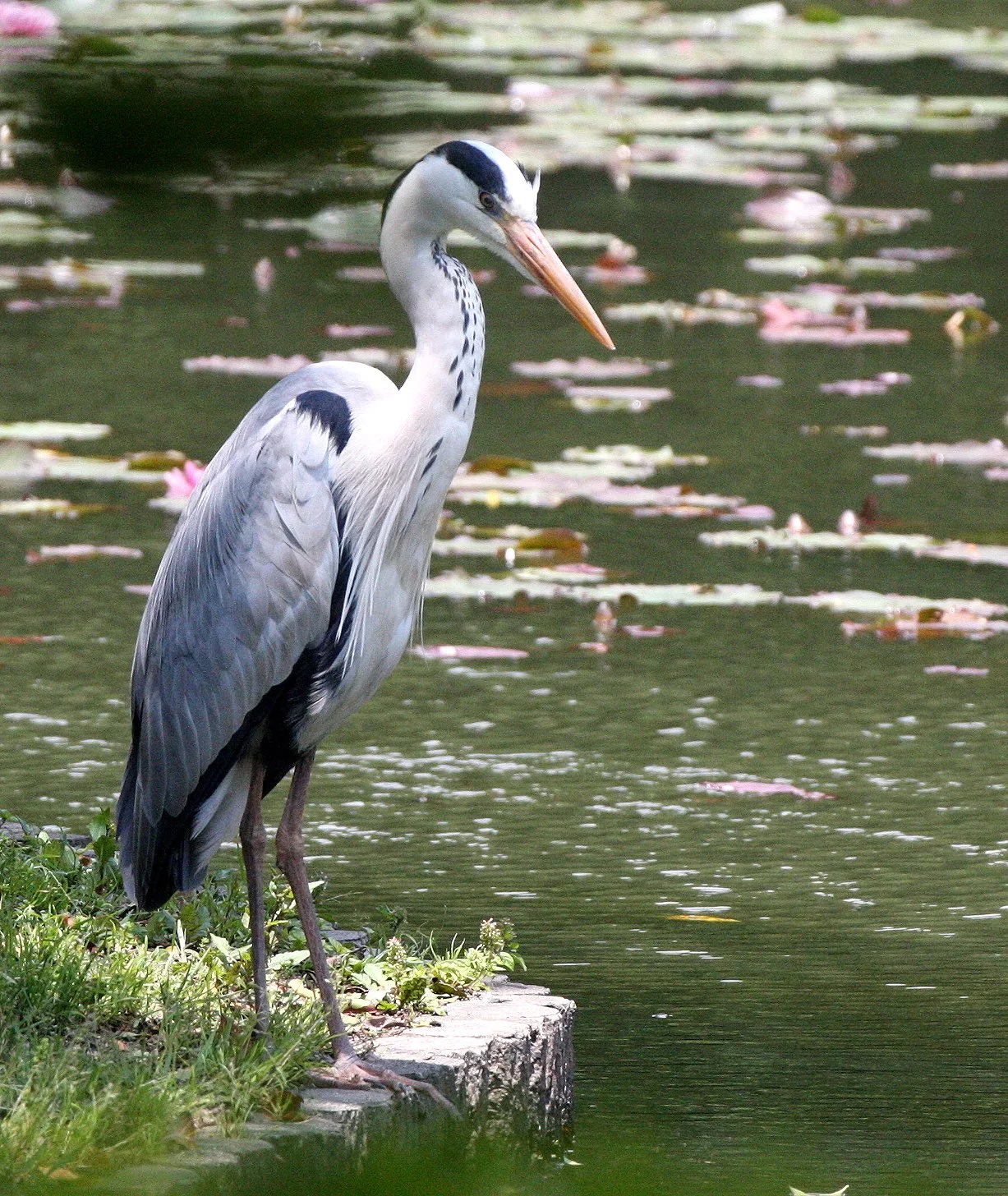 HERON - GREY HERON -  Ardea cinerea - RYOANJI POND - KYOTO JAPAN (4).JPG