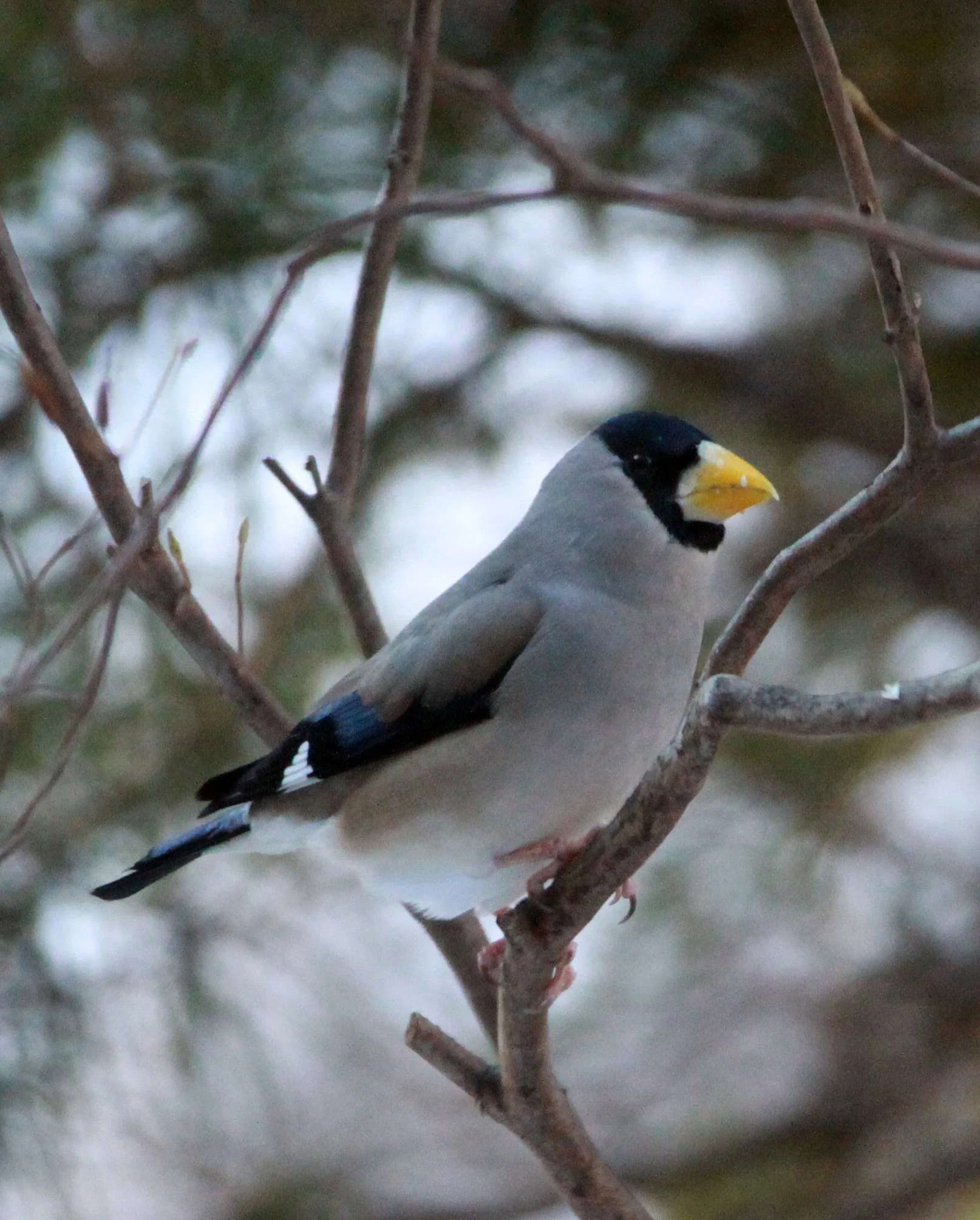 Japanese Grosbeak (Eophona personata) Shiobutsu Onsen, Karuizawa Japan (11).JPG
