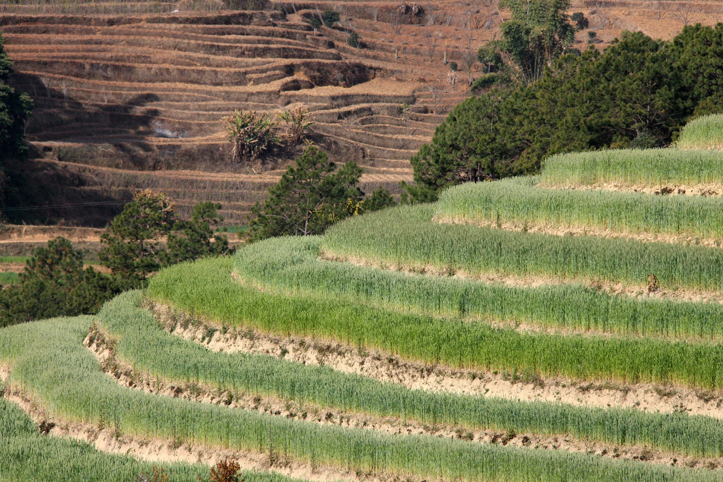 YUNNAN - WULIANGSHAN NATURE RESERVE AND SURROUNDING REGION (17).JPG
