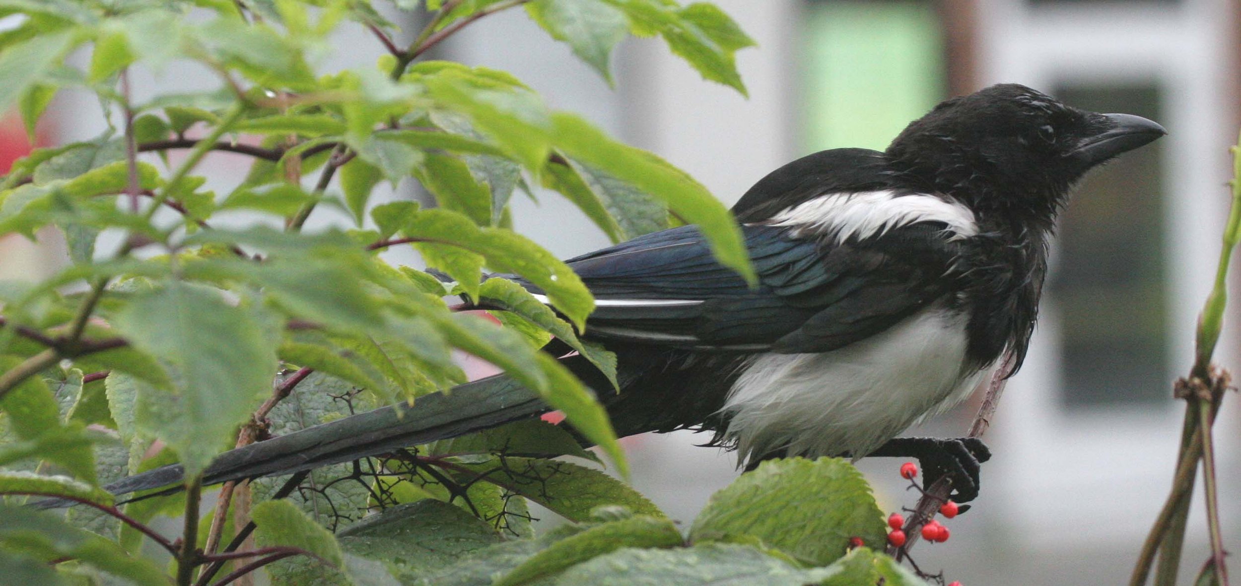 BIRD - MAGPIE - BLACK-BILLED - (7).jpg