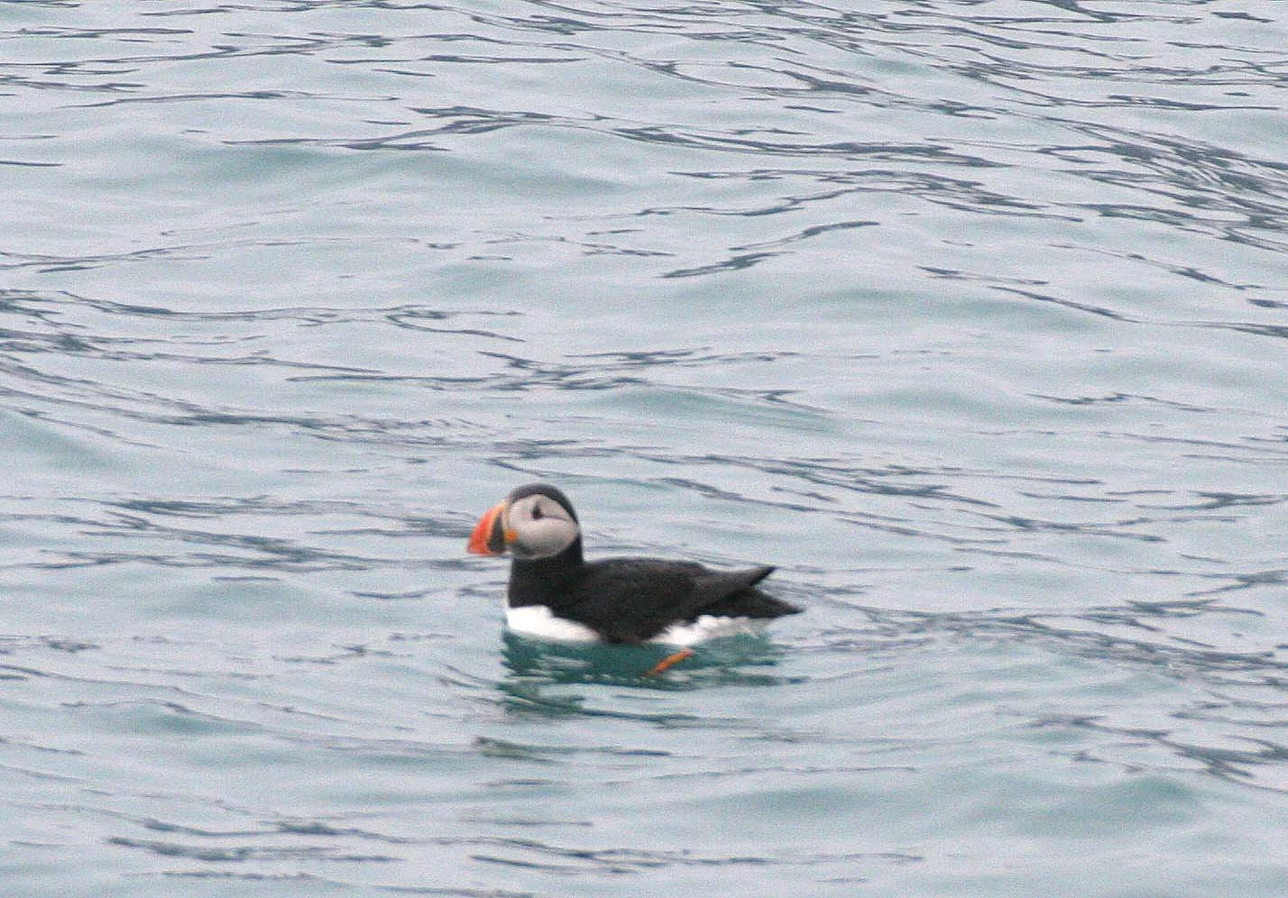 Fratercula arctica - ATLANTIC PUFFIN - SVALBARD (29).jpg