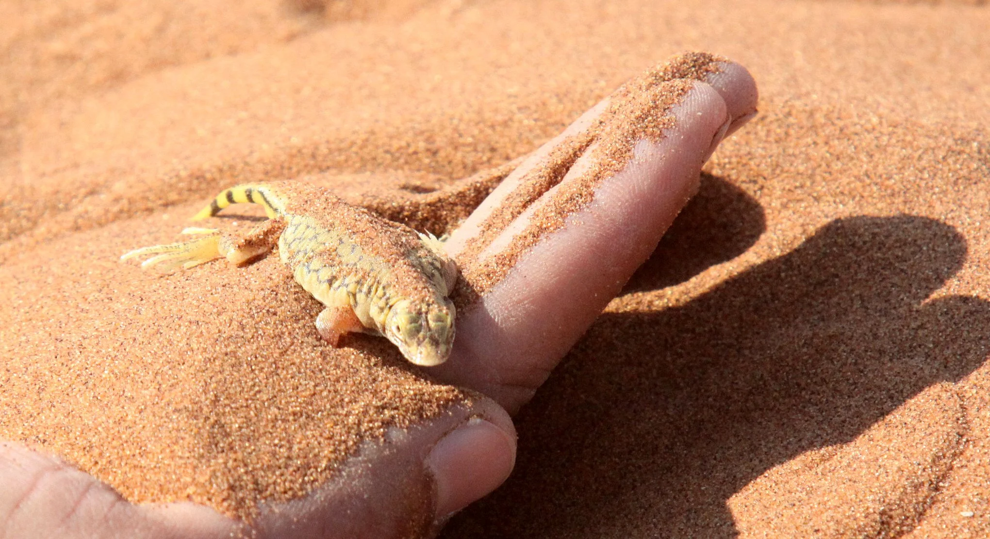 Meroles anchietae - SHOVEL-SNOUTED LIZARD - SOSSUSVLEI, NAMIB NAUKLUFT NATIONAL PARK, NAMIBIA (9).JPG
