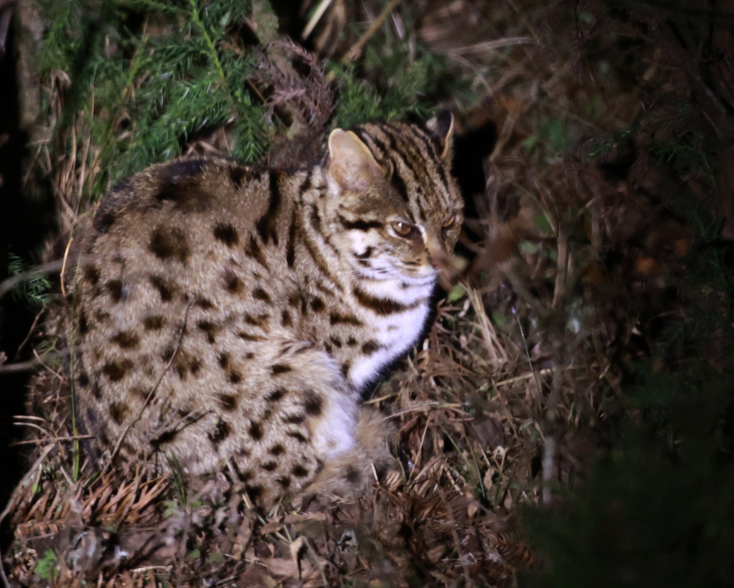 Mainland Leopard Cat (Prionailurus bengalensis) Tangjiahe National Nature Reserve, Sichuan China (20).jpg