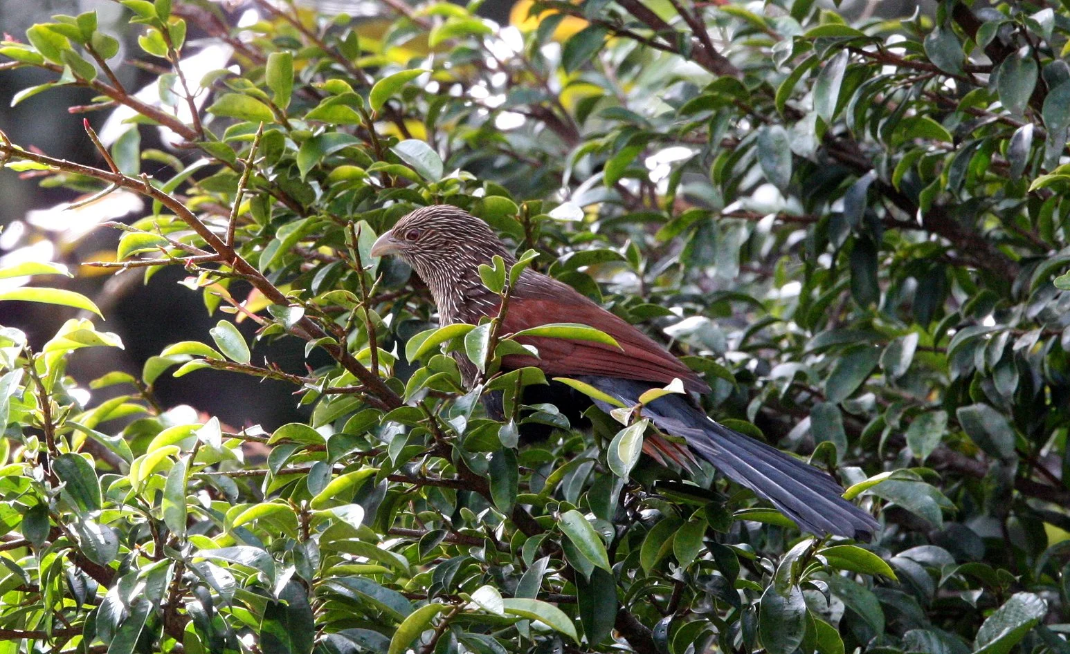 Madagascar Coucal (Centropus toulou) Mantadia NP Madagascar (11).JPG