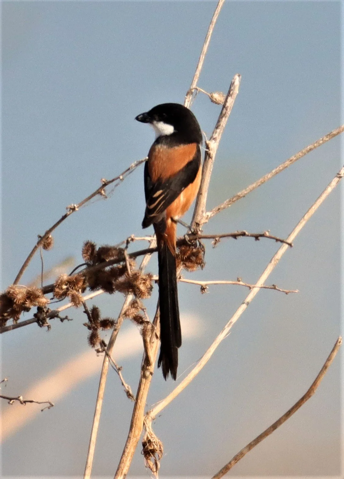 Long-tailed Shrike (Lanius schach) Lumtakong Lake Pak Chong (1).JPG