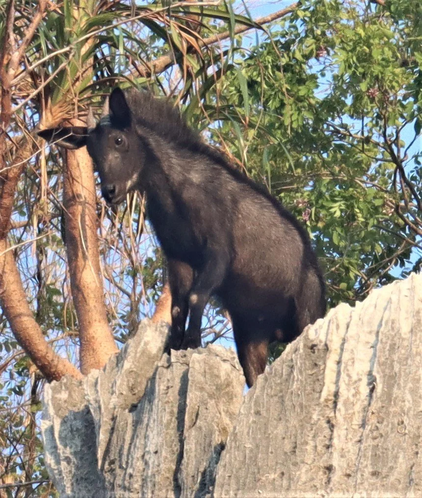 The Mainland Serow (Capricornis sumatraensis), a goat-antelope with a thick black coat, long ears, and short, curved horns. They are most active during the early morning and late evening. They use specialized scent glands below their eyes to mark the