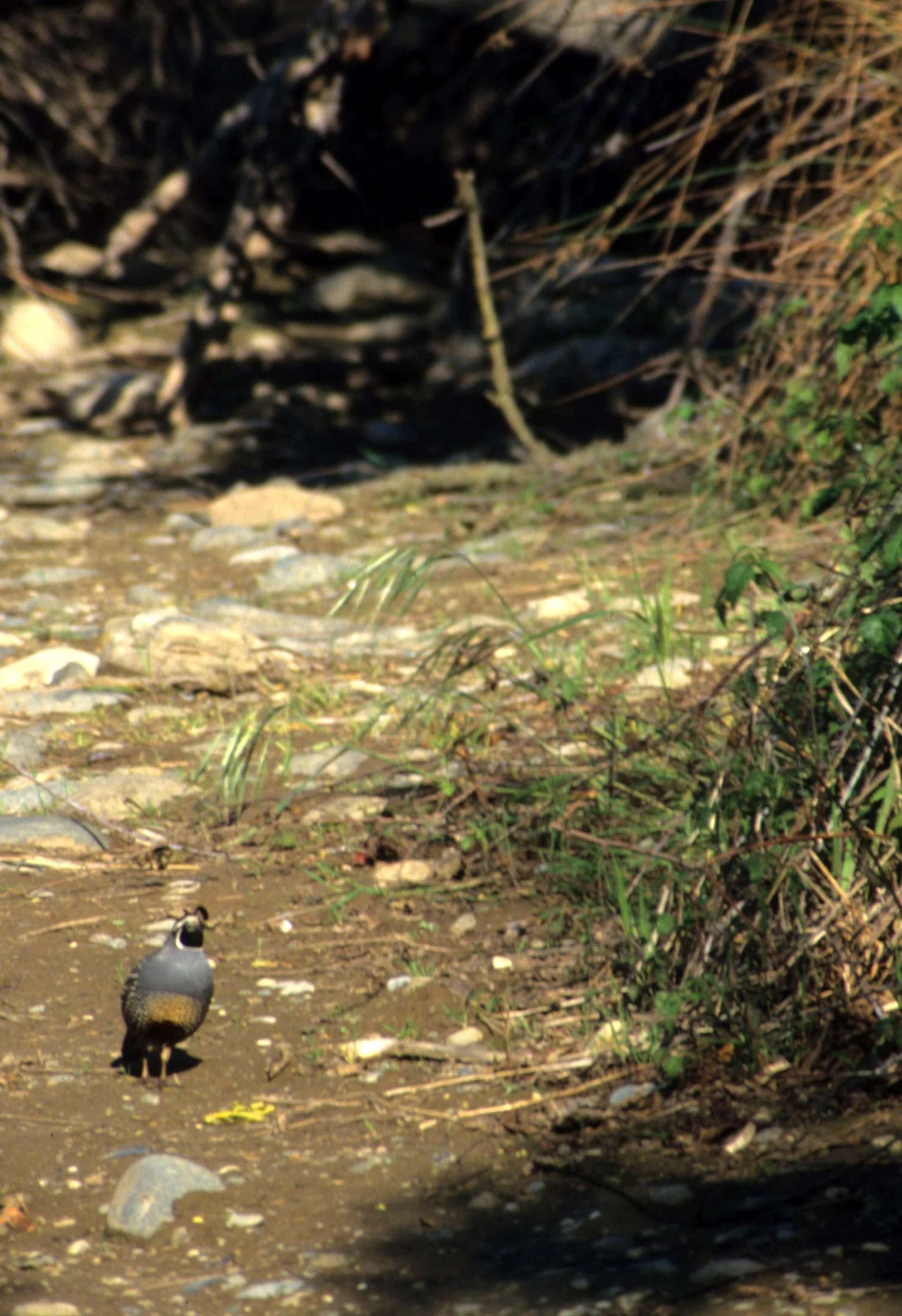 BIRD - QUAIL - CALIFORNIA - SACTO.jpg