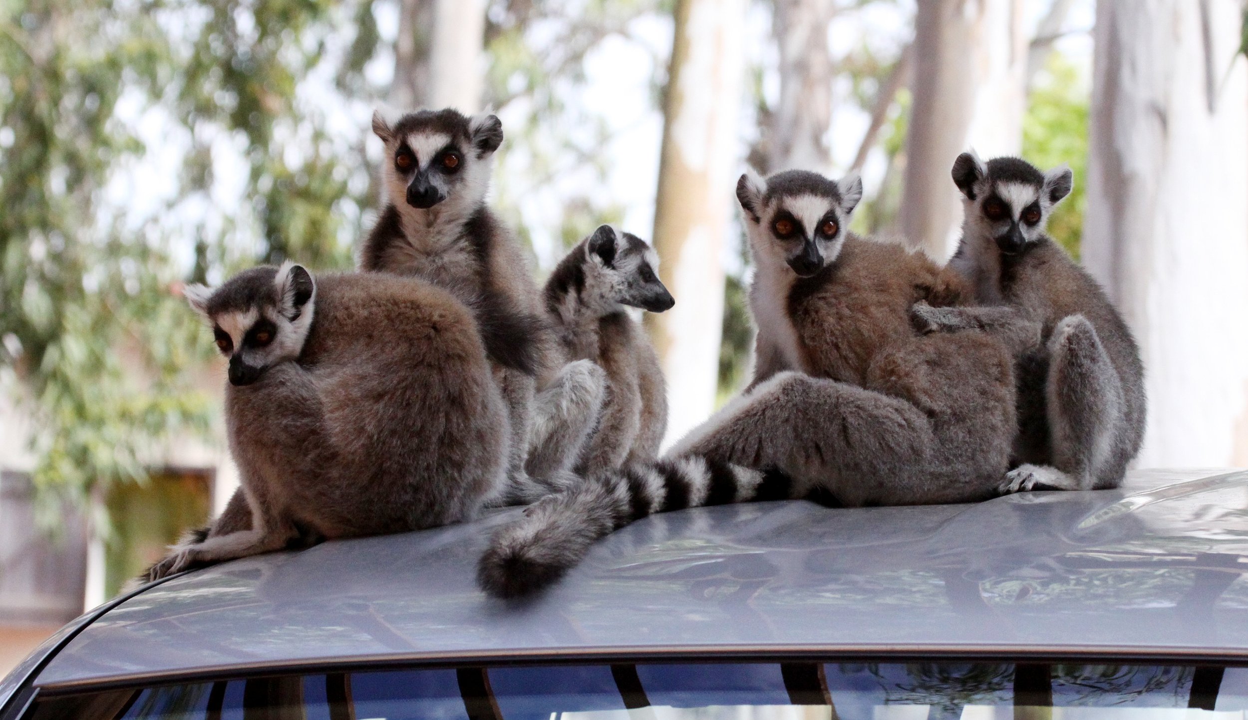 LEMURIDAE - Lemur catta - RING-TAILED LEMUR - BERENTY RESERVE MADAGASCAR (2).JPG