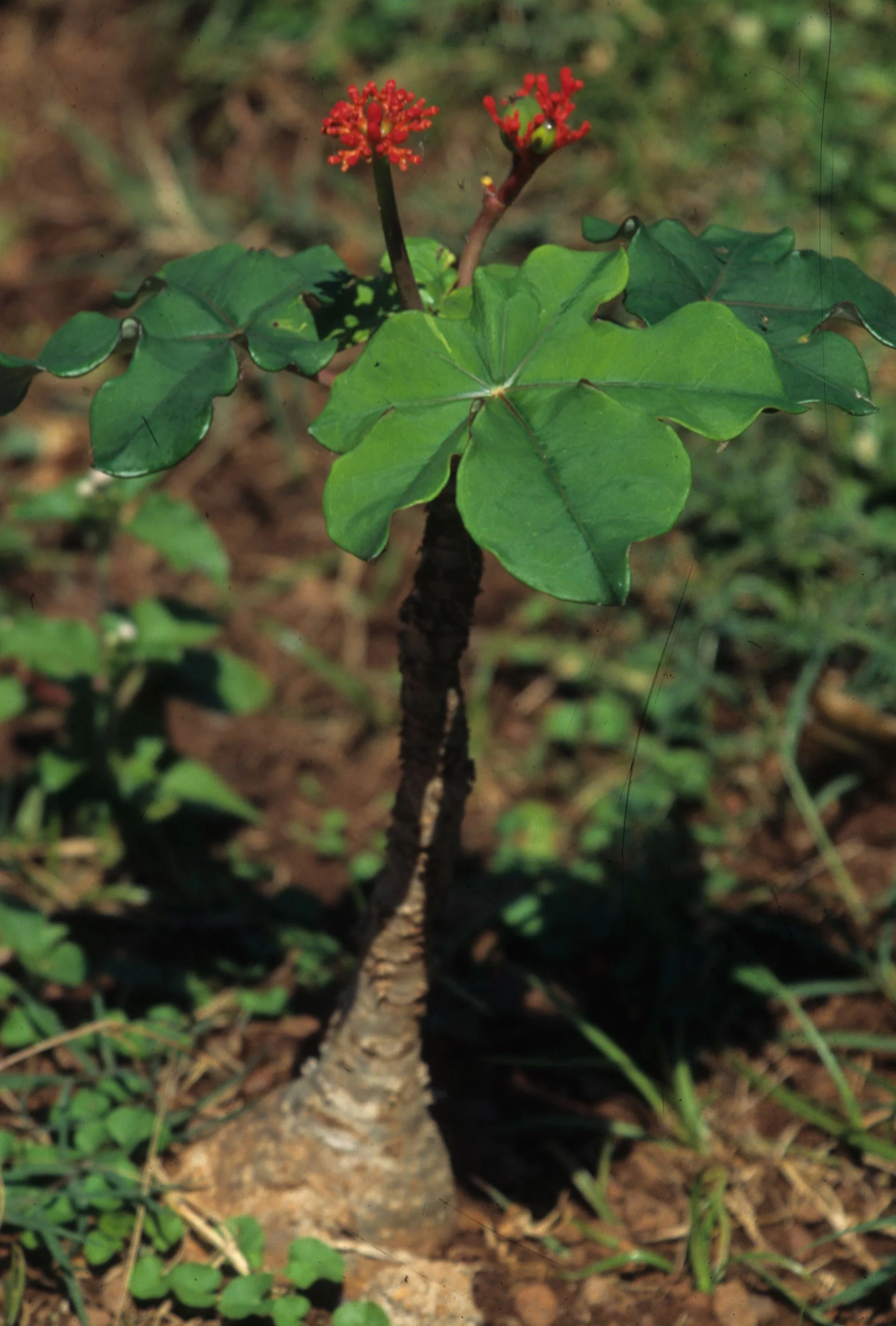 KENYA - EUPHORB B.jpg