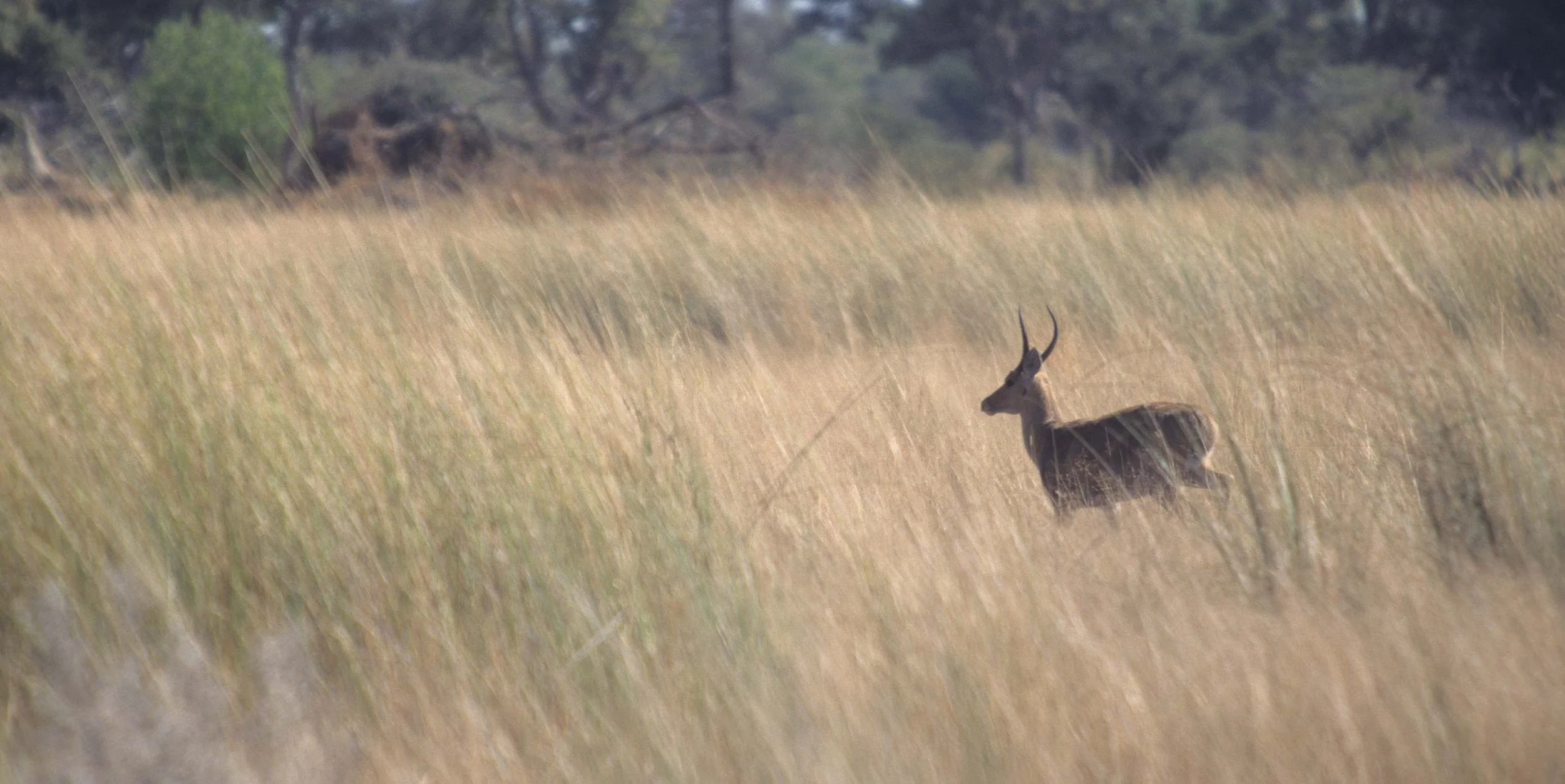 BOVID - REEDBUCK - UGANDA .jpg