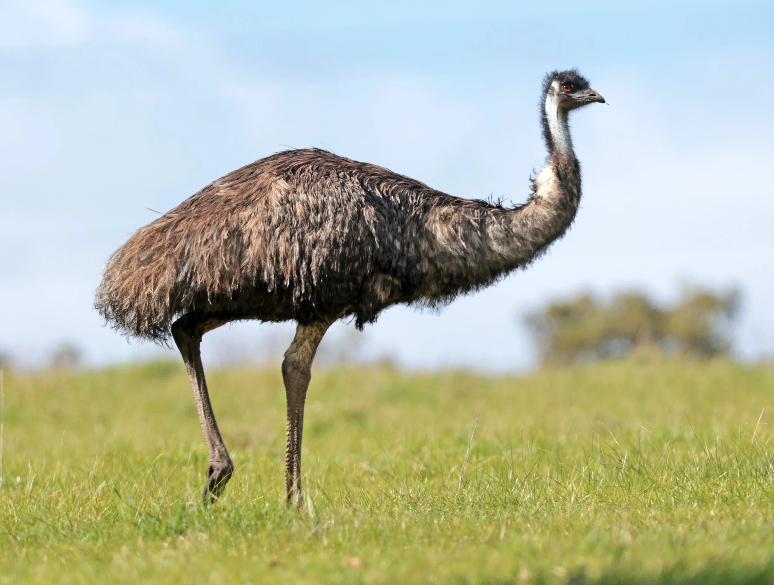Emu (Dromaius novaehollandiae) Mt Frankland NP - Western Australia (57).jpg