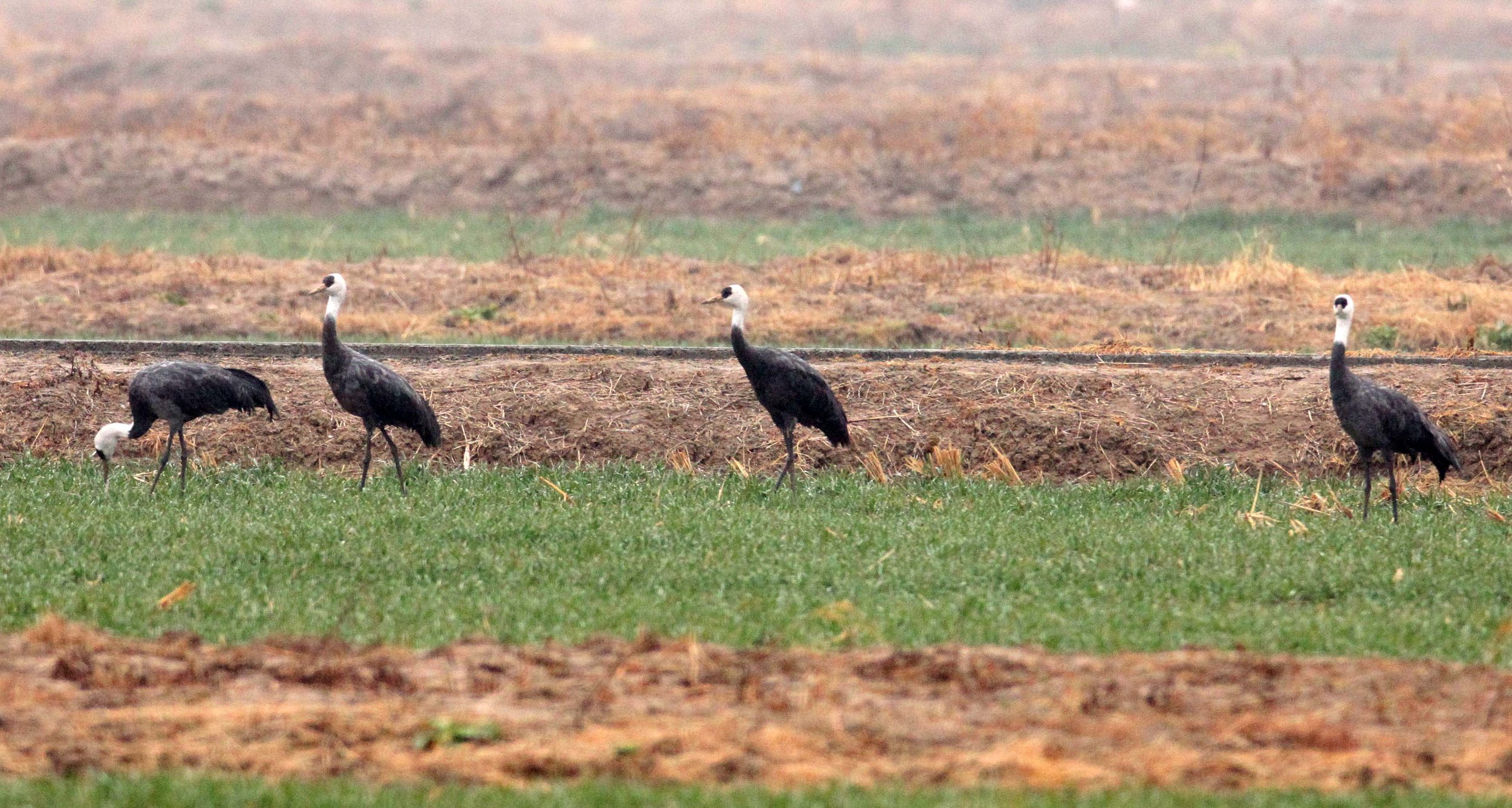 Grus monacha - HOODED CRANE - YANCHENG CHINA (11).JPG