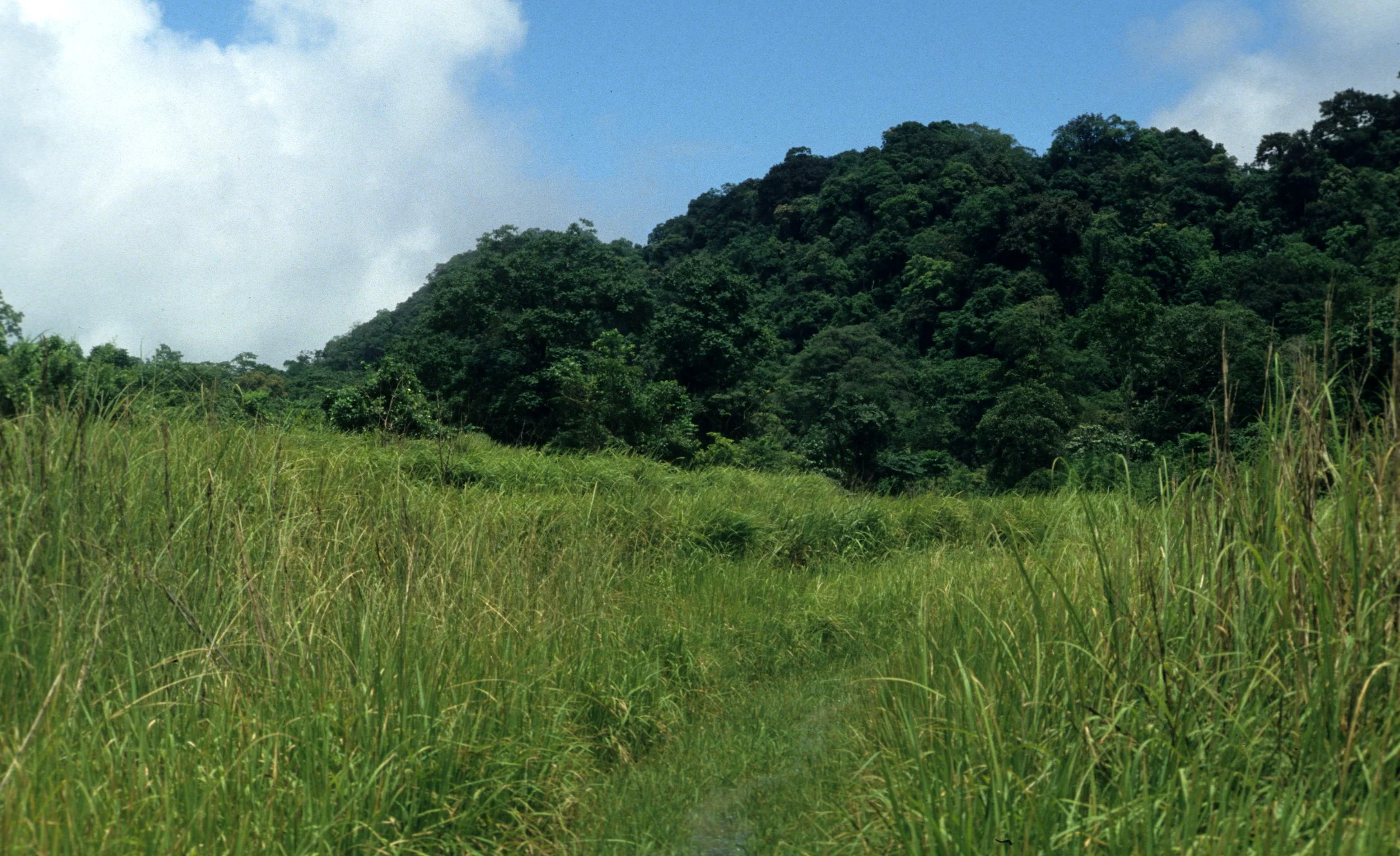 CUC PHUONG NATIONAL PARK - 1994.jpg