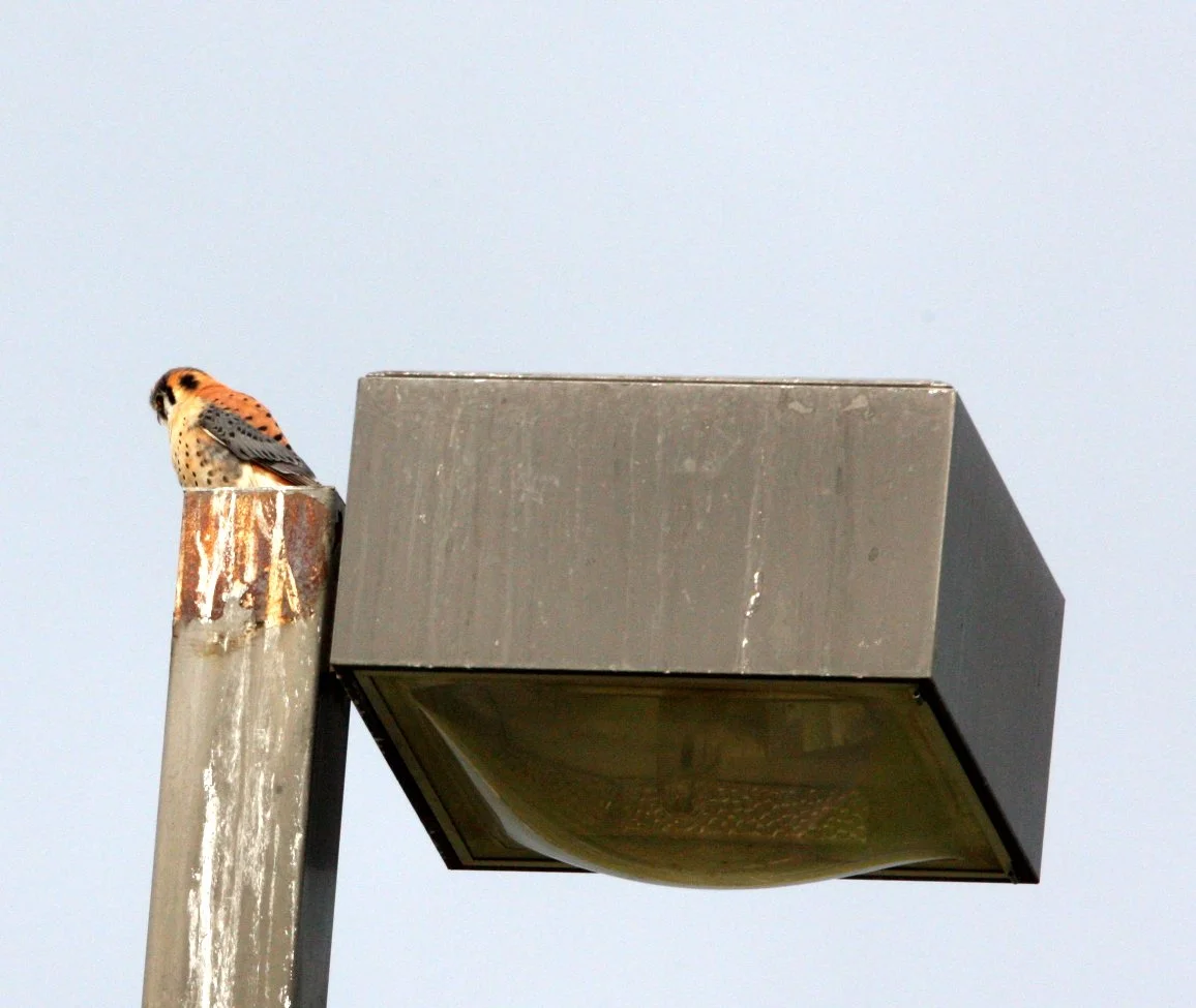 BIRD - AMERICAN KESTREL - COSUMNES RIVER PRESERVE CALIFORNIA.JPG