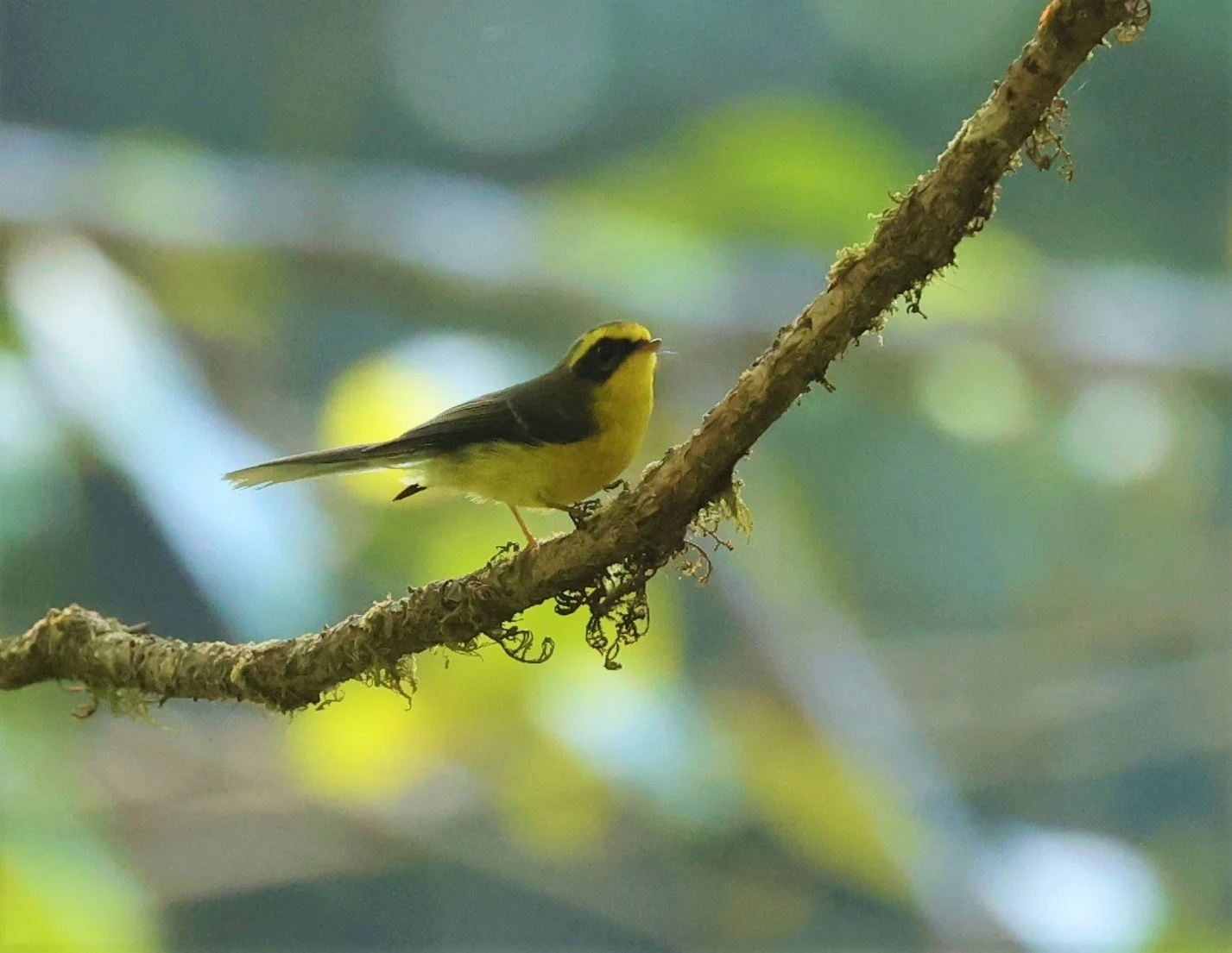 FANTAIL - YELLOW-BELLIED FAIRY-FANTAIL - Chelidorhynx hypoxanthus - DOI PHA HOM POK NP DOI LANG EAST FEB 2022 (30).jpg