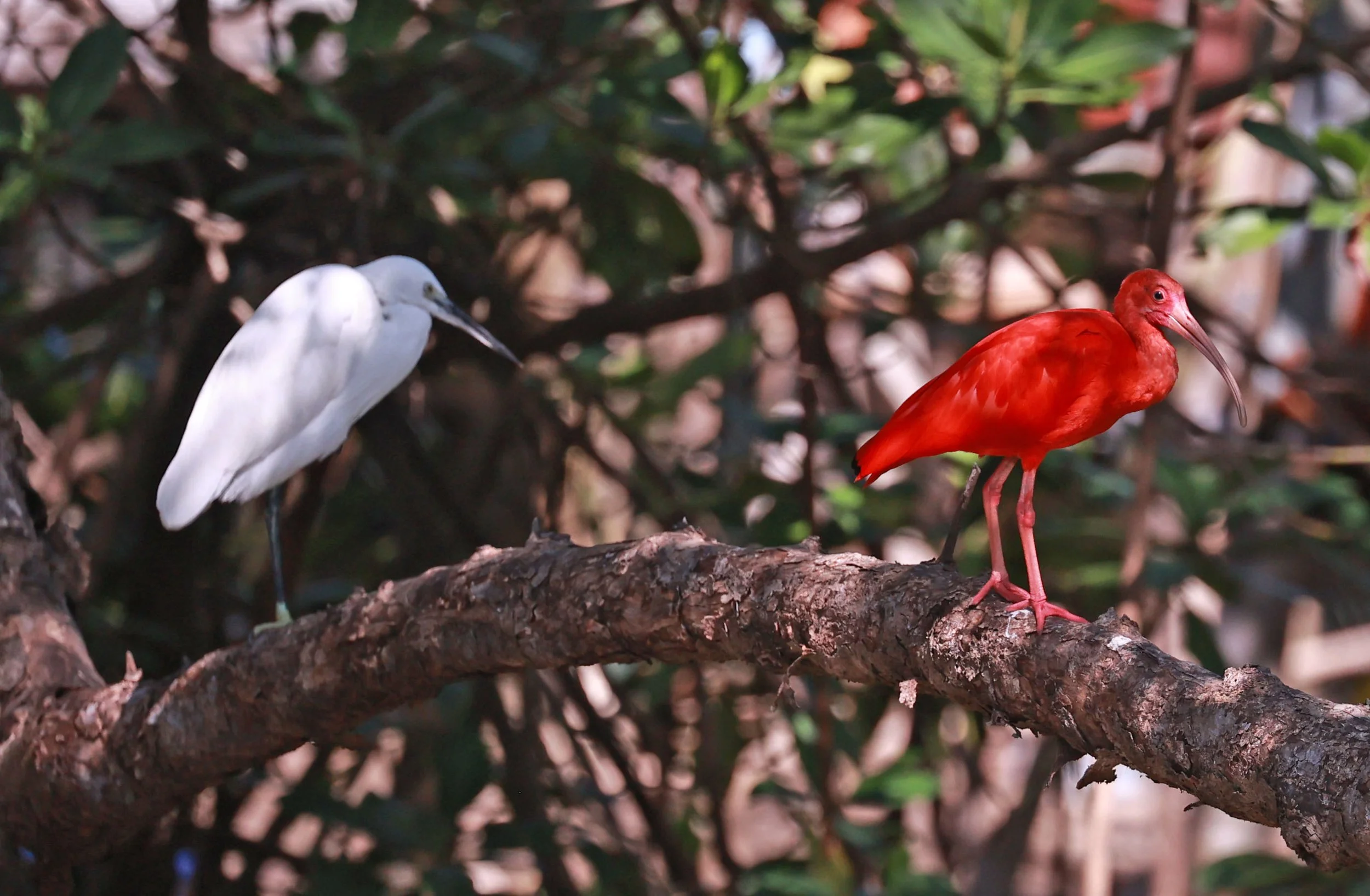Ibis - Scarlet Ibis - Eudocimus ruber with Eastern Great Egret - Ardea alba modesta - 29 Songkaow Cafe, Chachoengsao Thailand (3).jpg