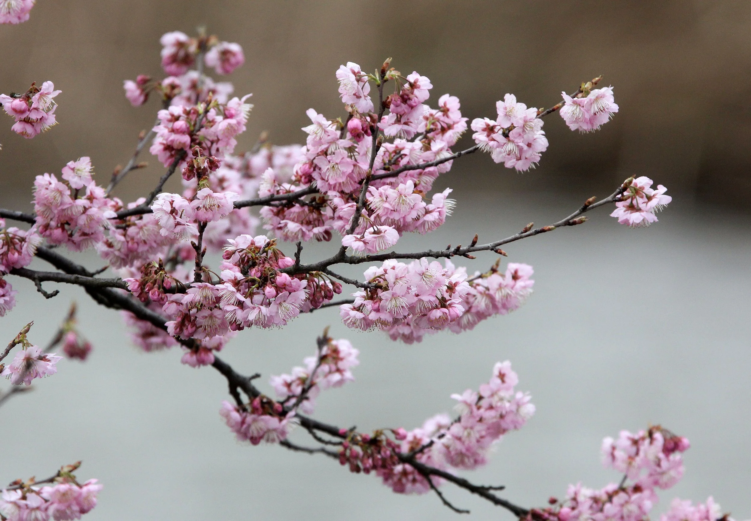 HUAXIA FOREST PARK SHANGHAI (3).JPG