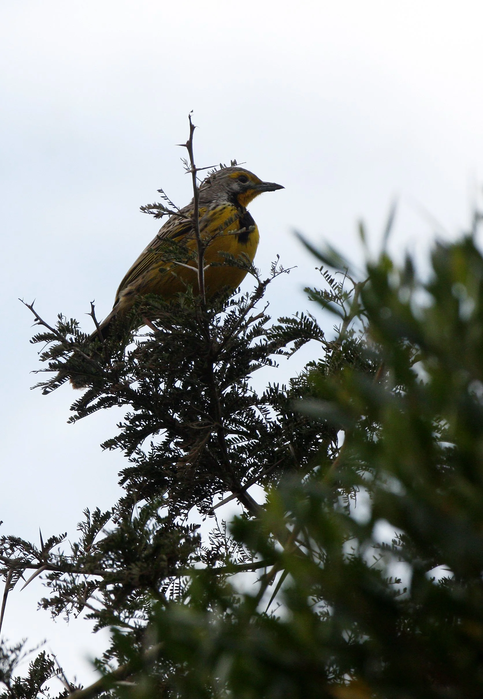 Eastern Black-headed Oriole (Oriolus larvatus) Saint Lucia Wetlands South Africa (1).JPG