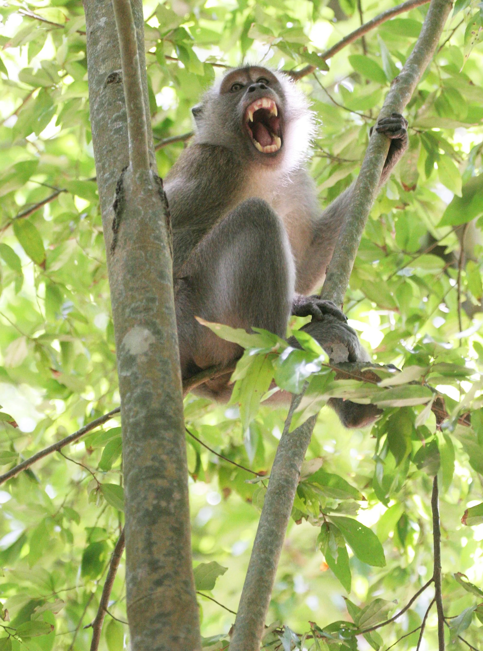 2016 Koh Lanta TheOtherSideVillas - Nature at our Home (126).JPG