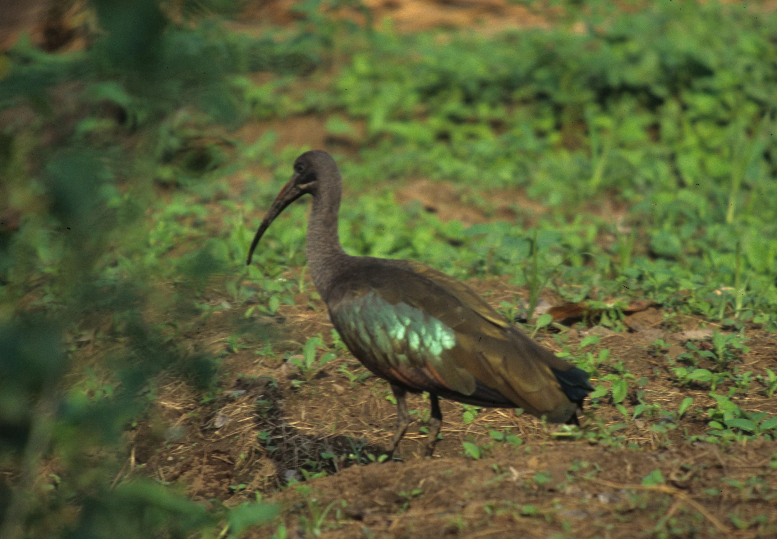 IBIS - HADADA IBIS - Bostrychia hagedash - RWANDA (10).jpg