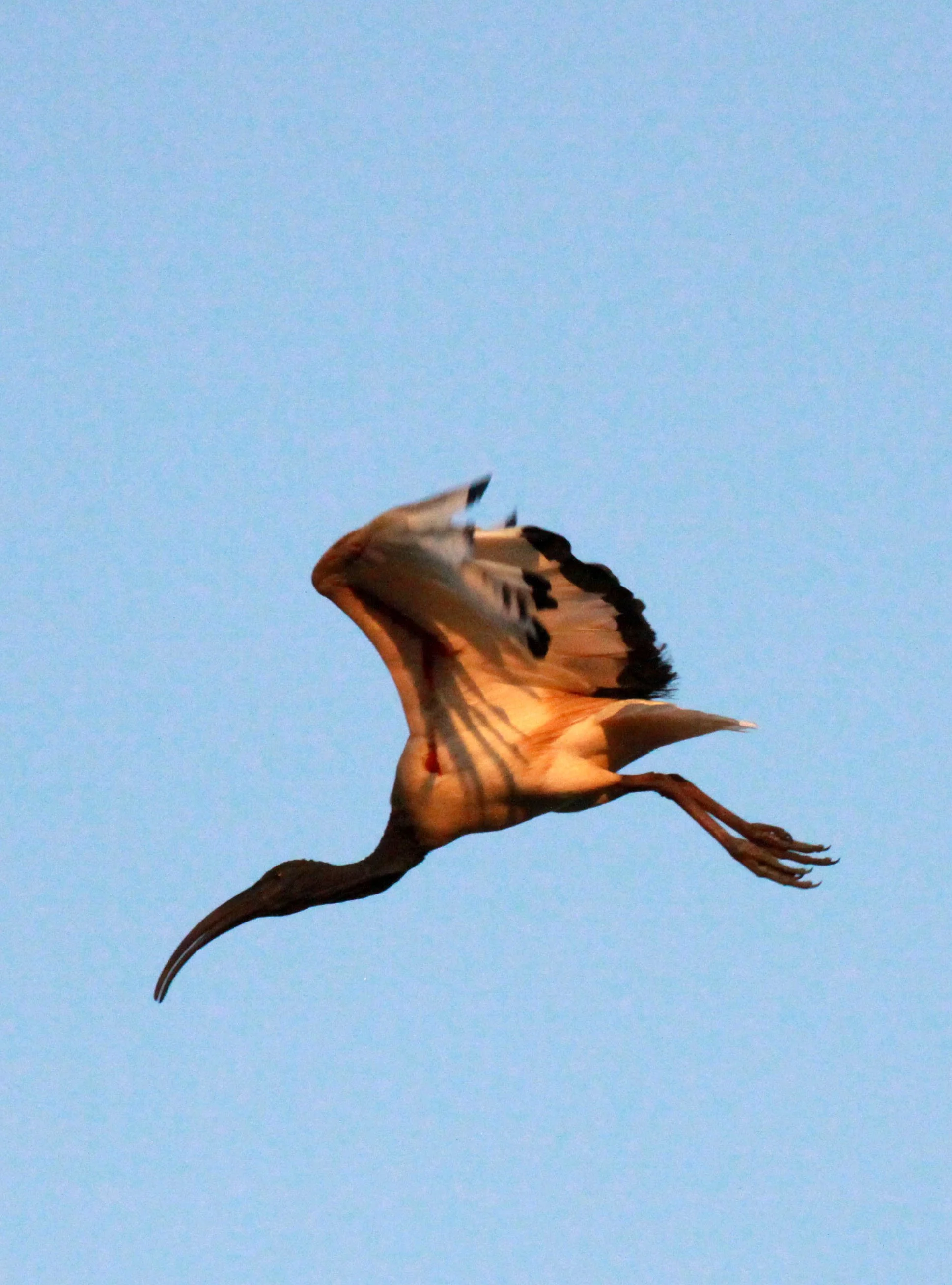 IBIS - AFRICAN SACRED IBIS - Threskiornis aethiopicus - NYUNGWE NATIONAL PARK RWANDA (525).JPG