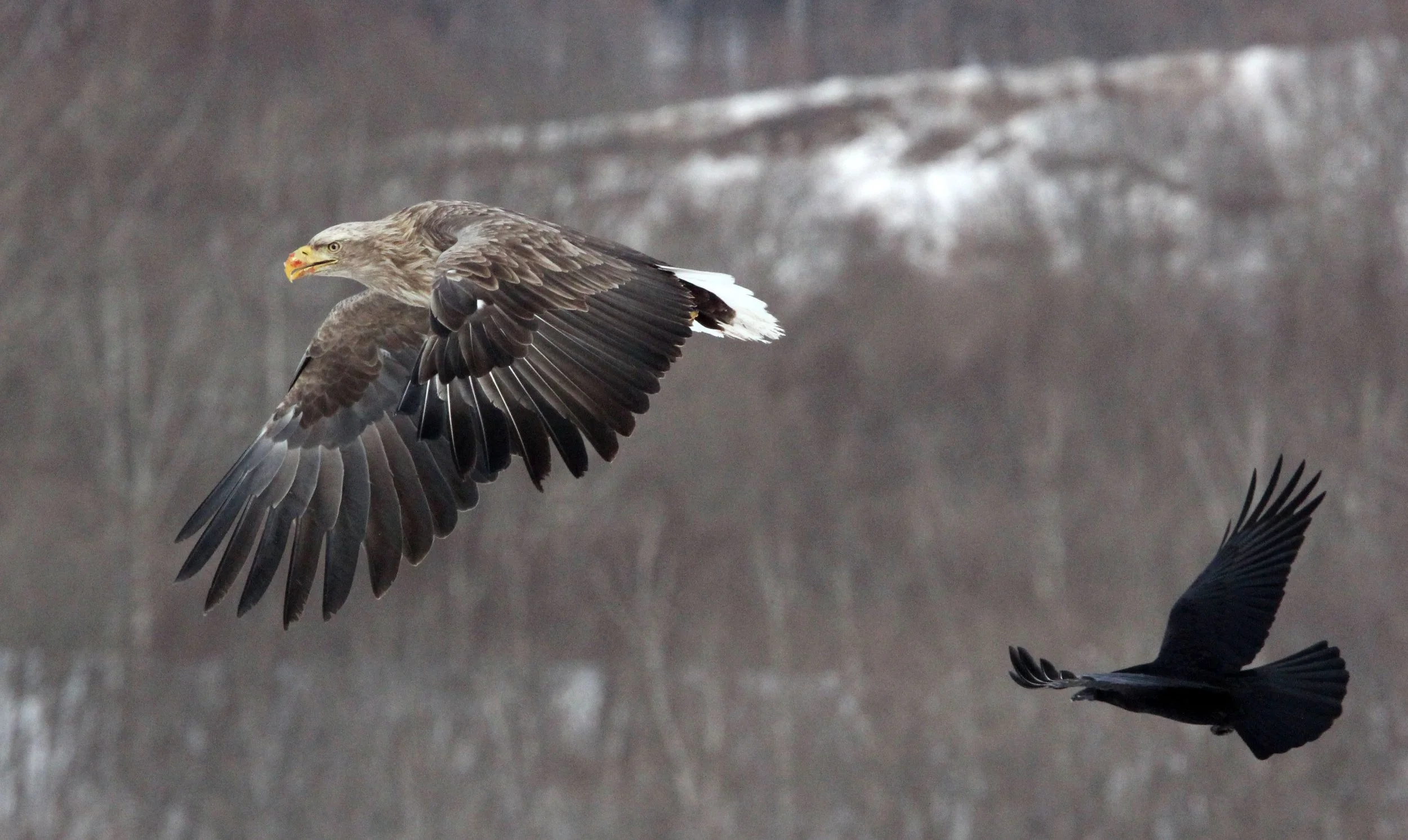 Haliaeetus albicilla - WHITE-TAILED EAGLE - AKAN INTERNATIONAL CRANE CENTER - HOKKAIDO JAPAN (90).JPG