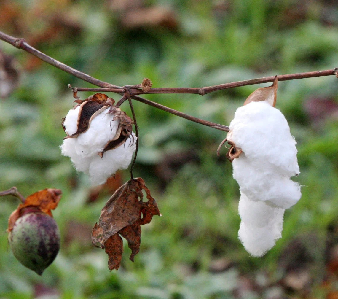 POYANG LAKE CHINA - JIANGXI PROVINCE - COTTON  (5).JPG