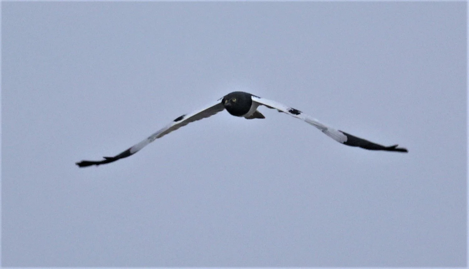 HARRIER - PIED HARRIER - Circus melanoleucos - YONOK CHIANG SAEN CHIANG RAI - ROOST (32).JPG