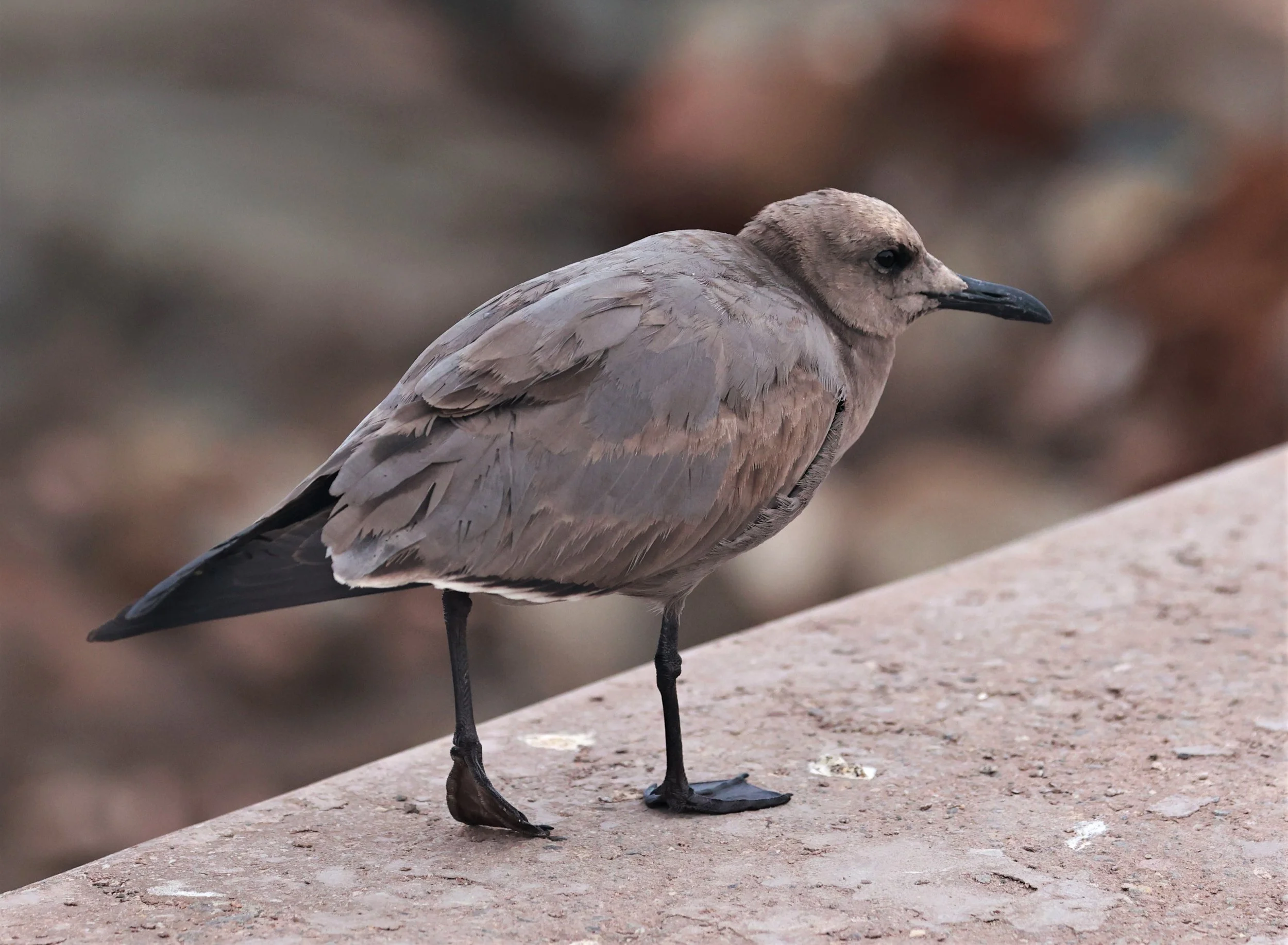 Gull - Gray Gull - Leucophaeus modestus - Arica Chile Coastline (6).jpg