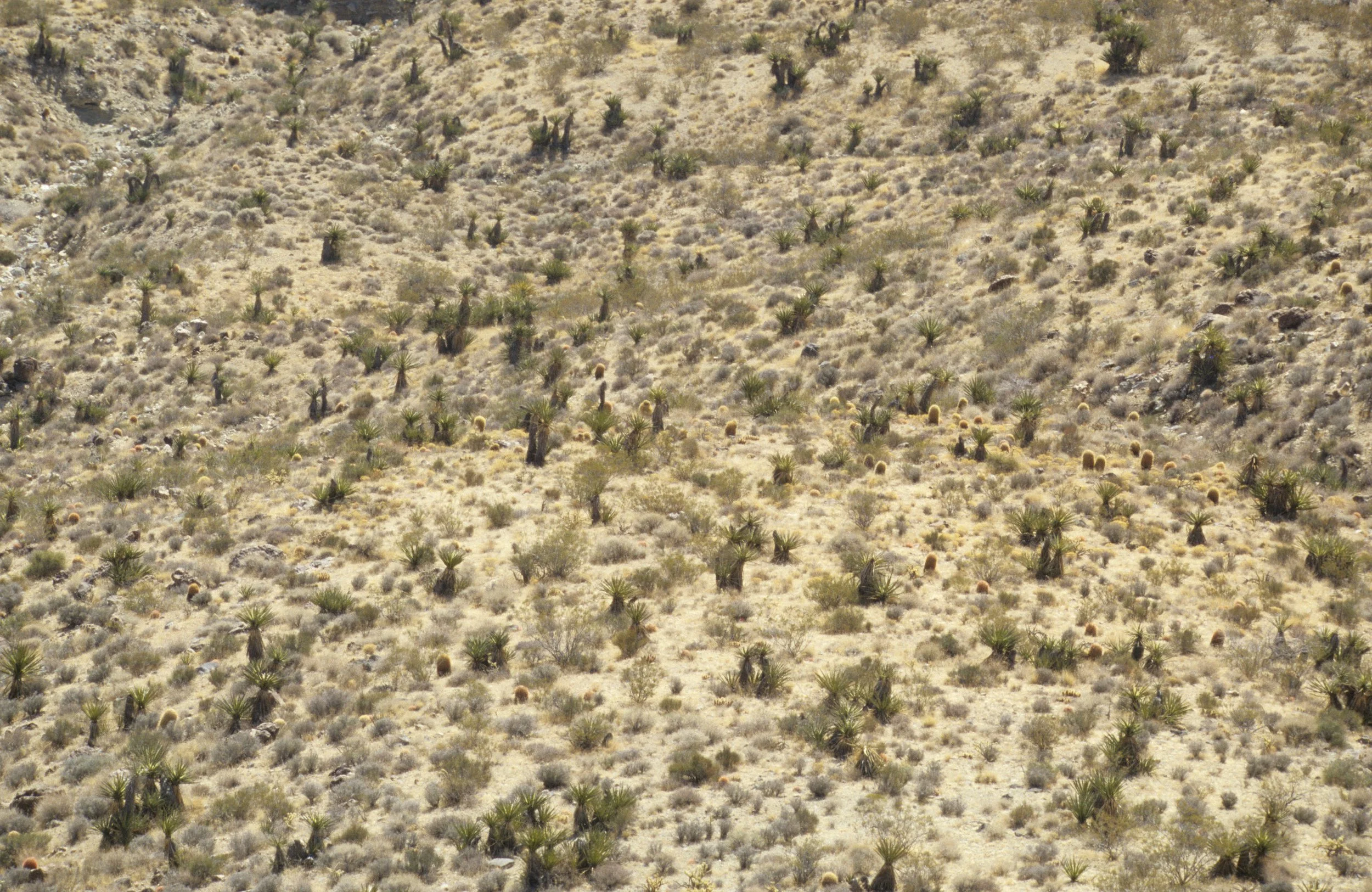 CALIFORNIA - MOJAVE NATIONAL MONUMENT (2).jpg
