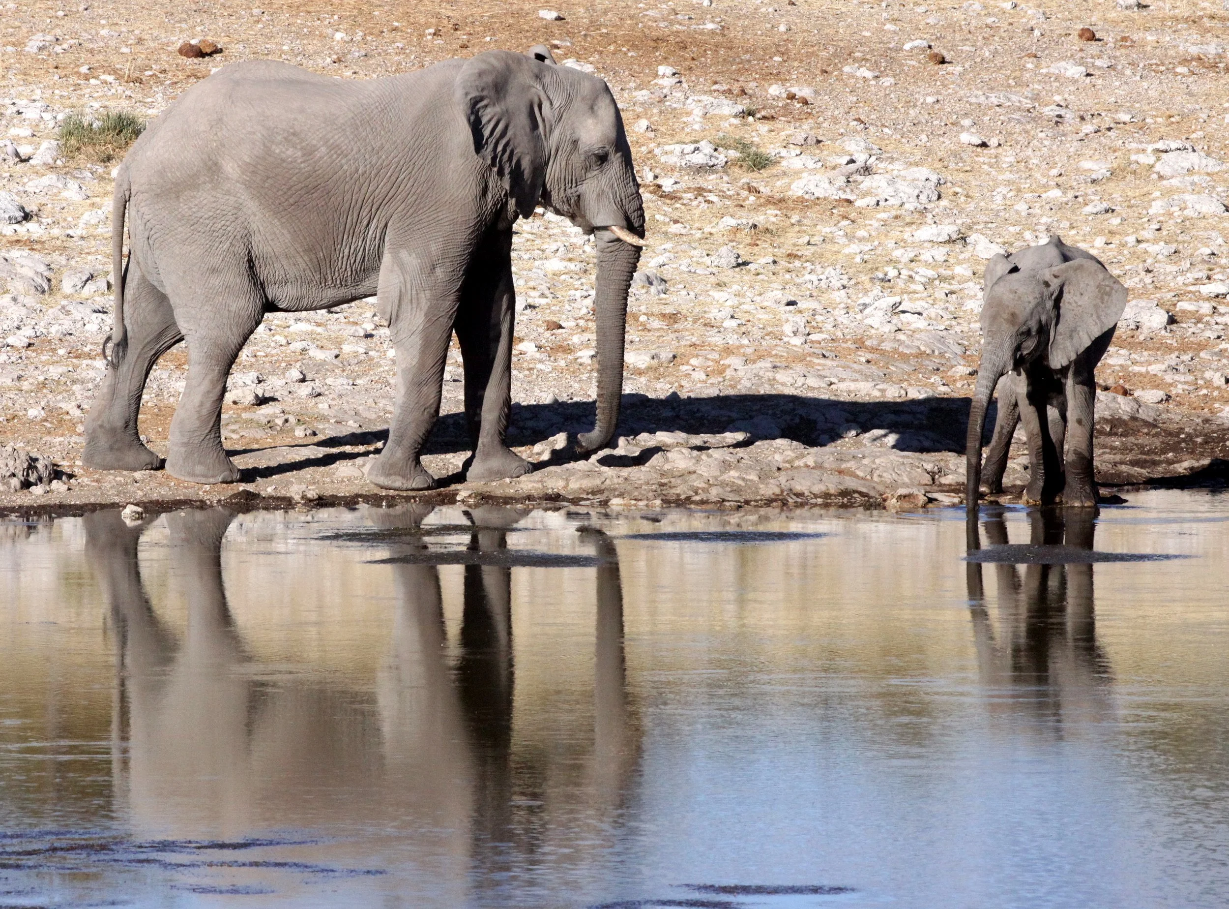 ELEPHANT - AFRICAN ELEPHANT - ETOSHA NATIONAL PARK NAMIBIA (15).JPG