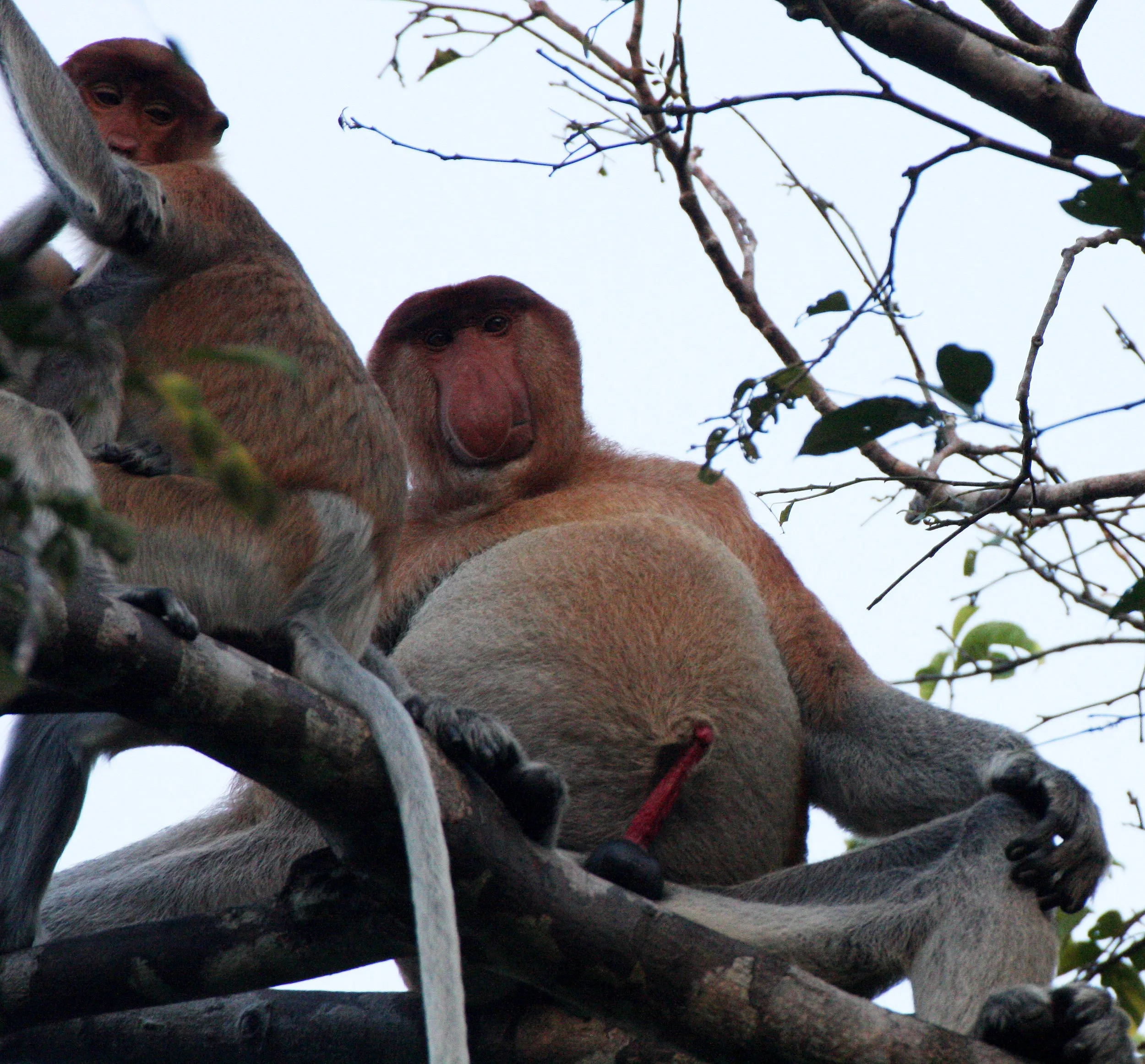 CERCOPITHECIDAE - Nasalis larvatus -PROBOSCIS MONKEY TROOP - KINABATANGAN RIVER BORNEO  (44).JPG