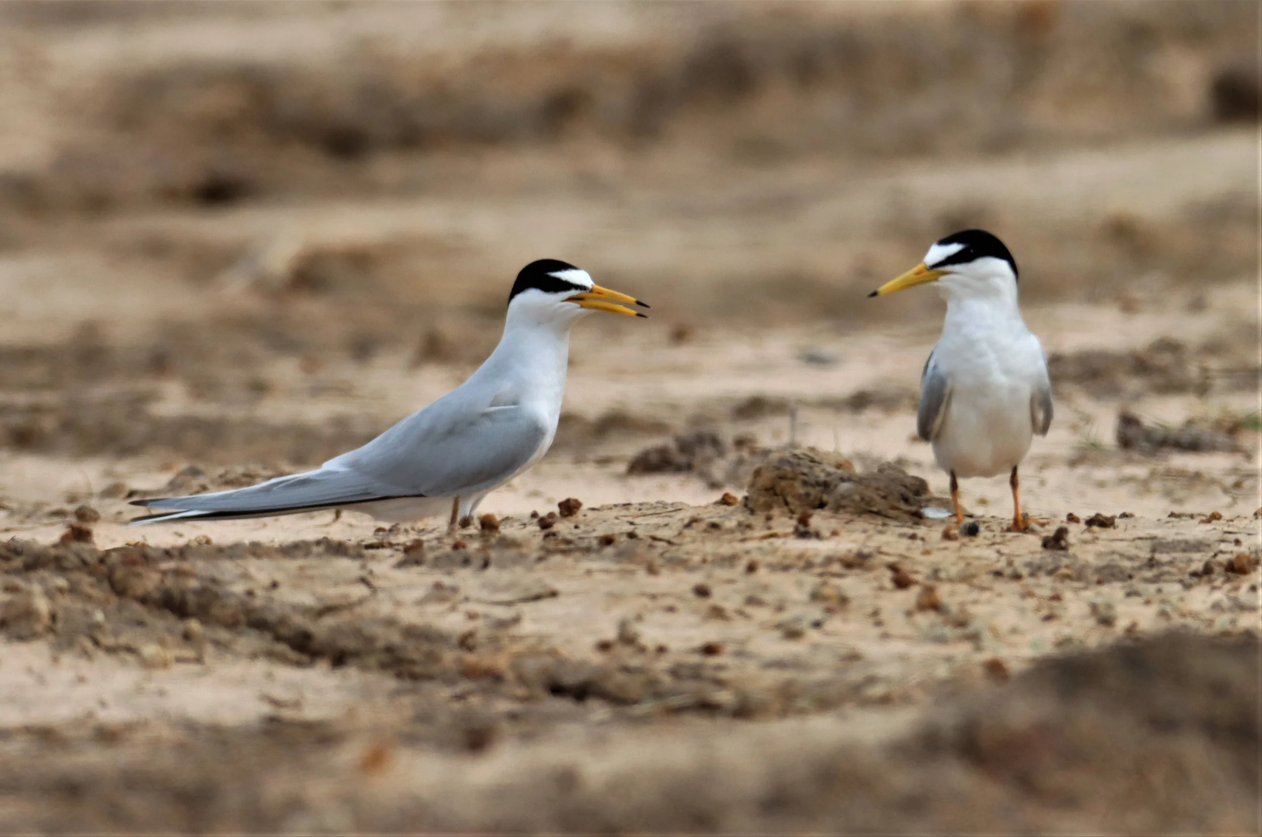 TERN - LITTLE TERN - Sterna albifrons - KHAO SAM ROI YOD NP (18).jpg