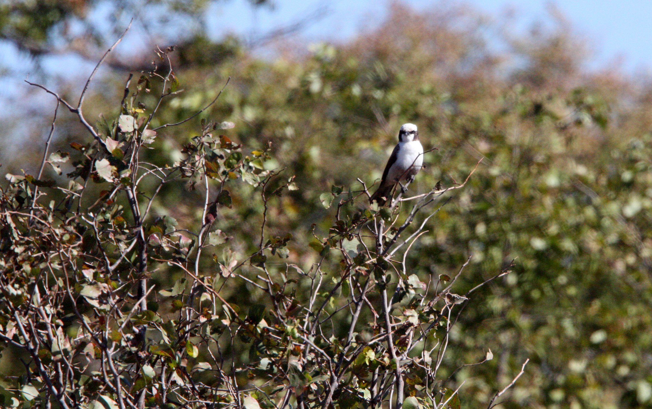 Southern White-crowned Shrike (Eurocephalus anguitimens) Chobe NP Botswana (2).JPG