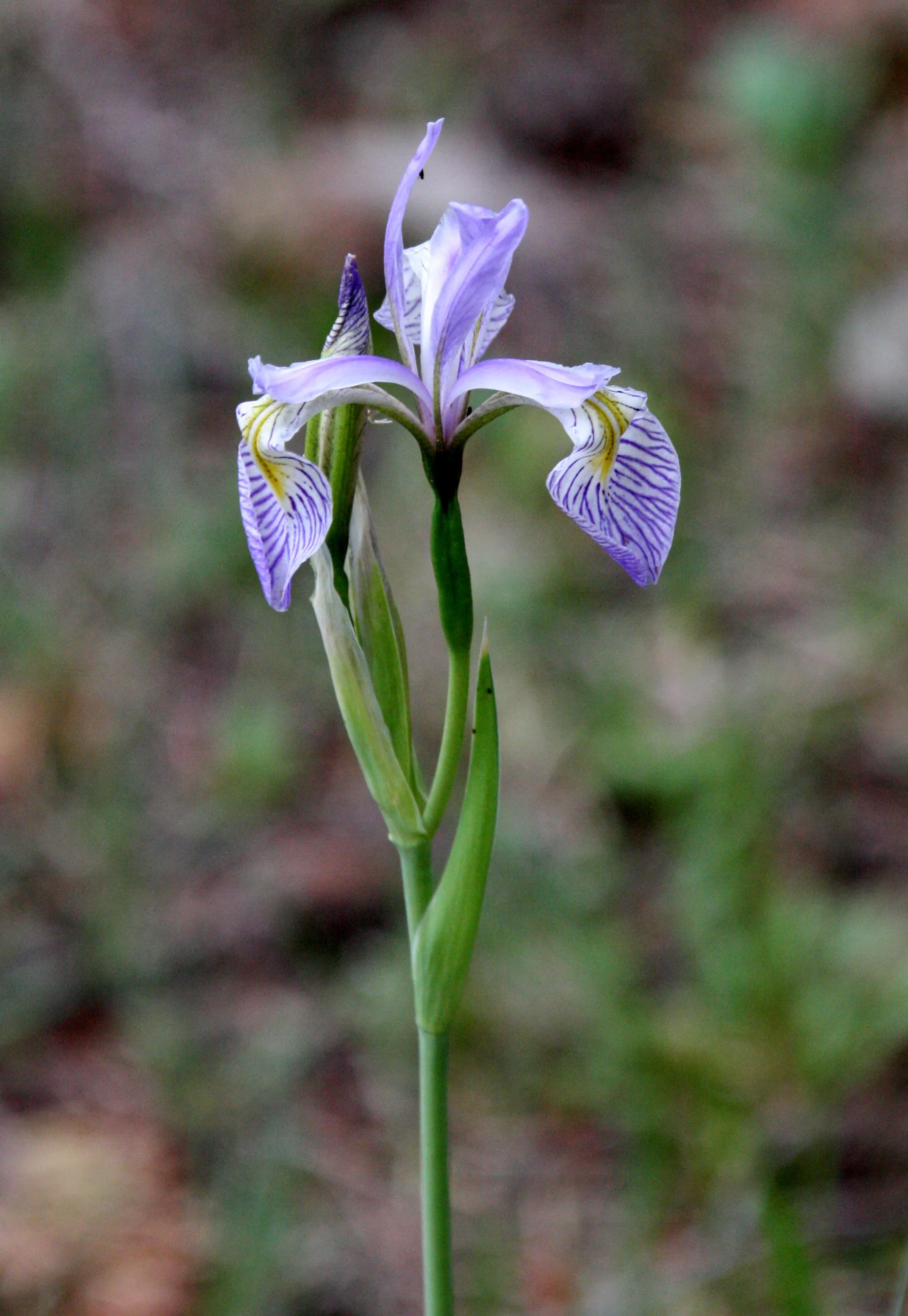 IRIDACEAE - IRIS SPECIES - SACRAMENTO MOUNTAINS NEW MEXICO.JPG