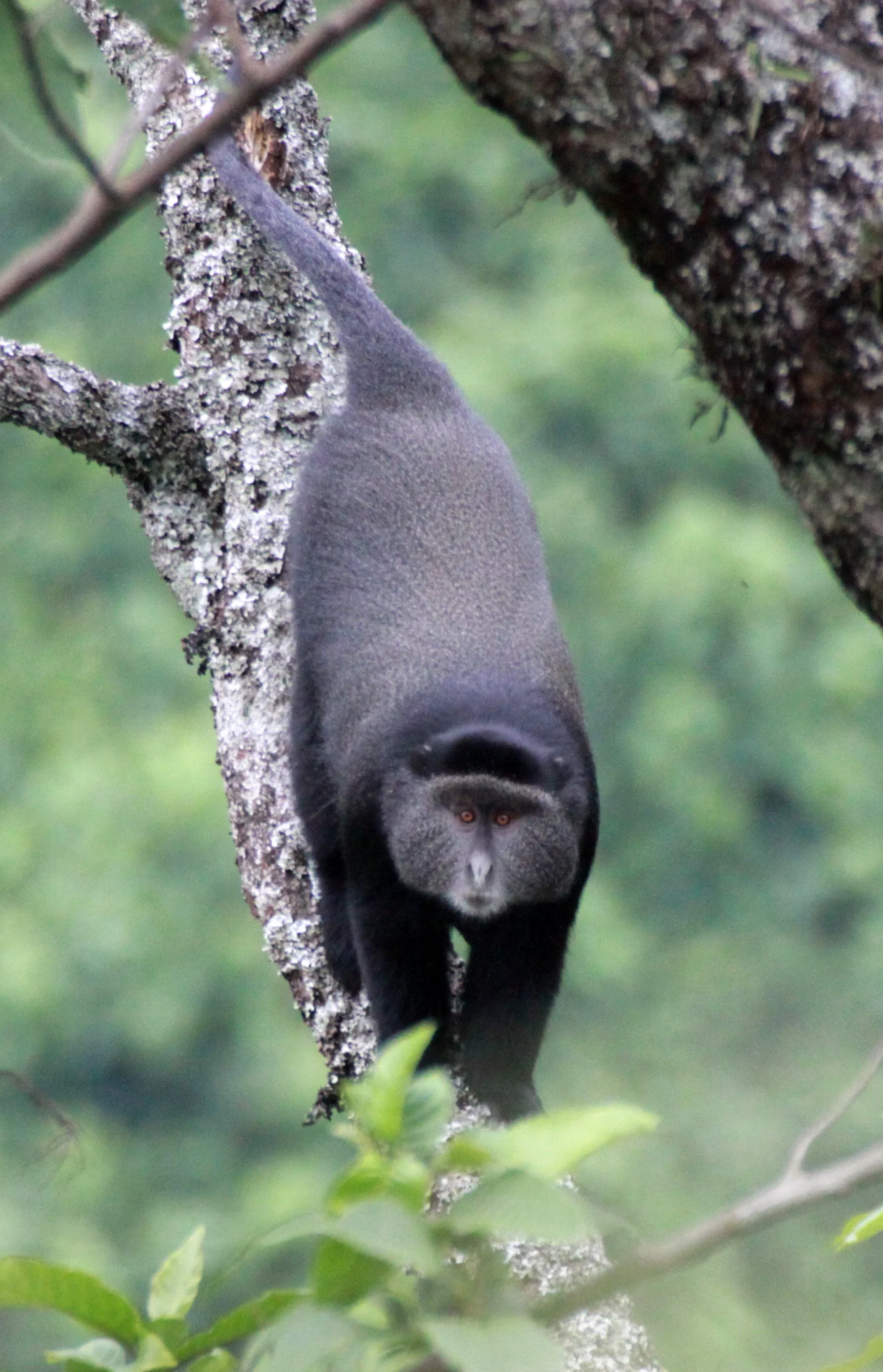 CERCOPITHECIDAE - Cercopithecus mitis - BLUE MONKEY - RWENZORI NATIONAL PARK UGANDA (67).JPG
