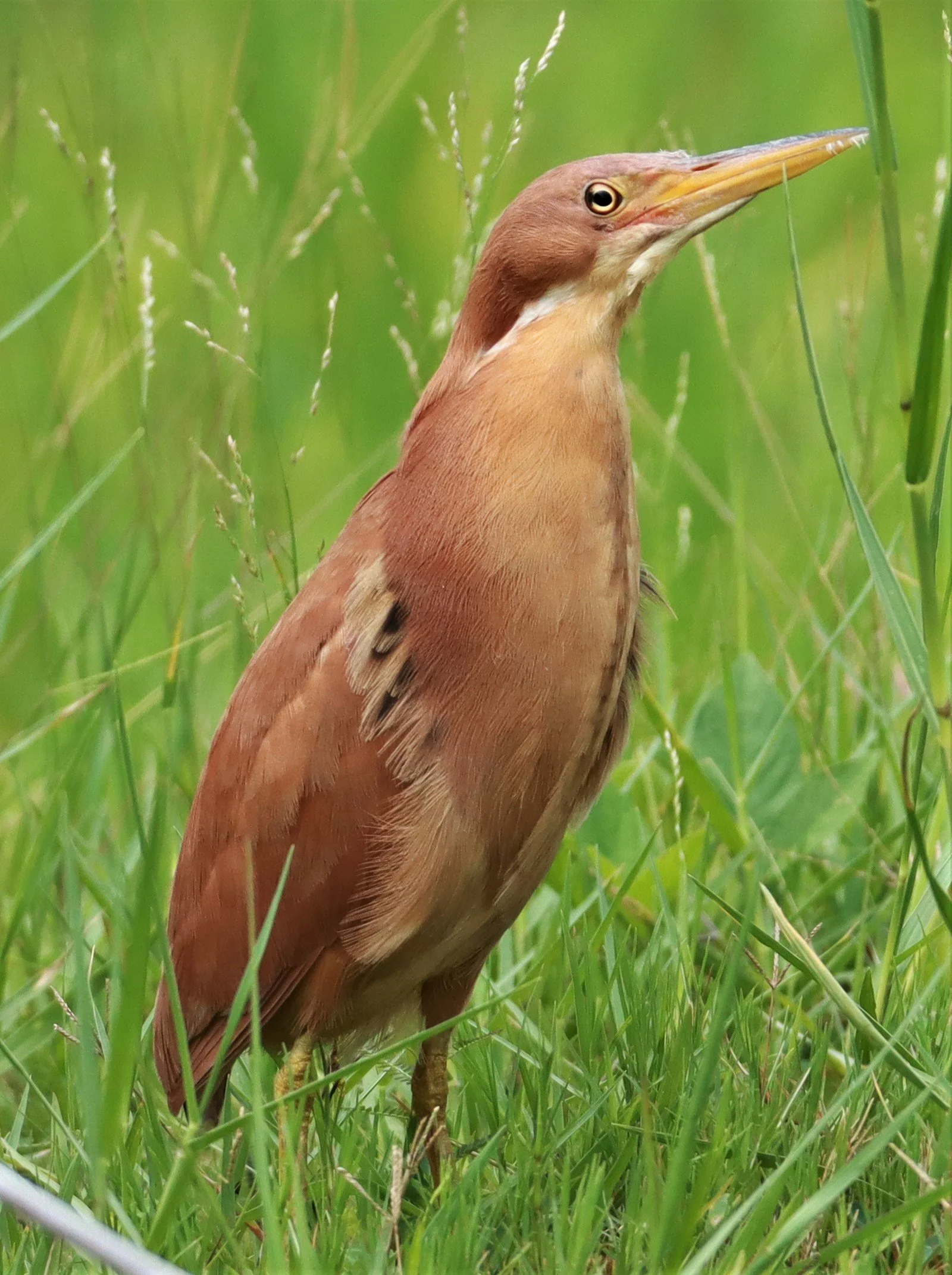 BITTERN - CINNAMON BITTERN (CHESTNUT BITTERN) - Ixobrychus cinnamomeus - BURIRAM HUAI CHORAKHE MAK (69).jpg